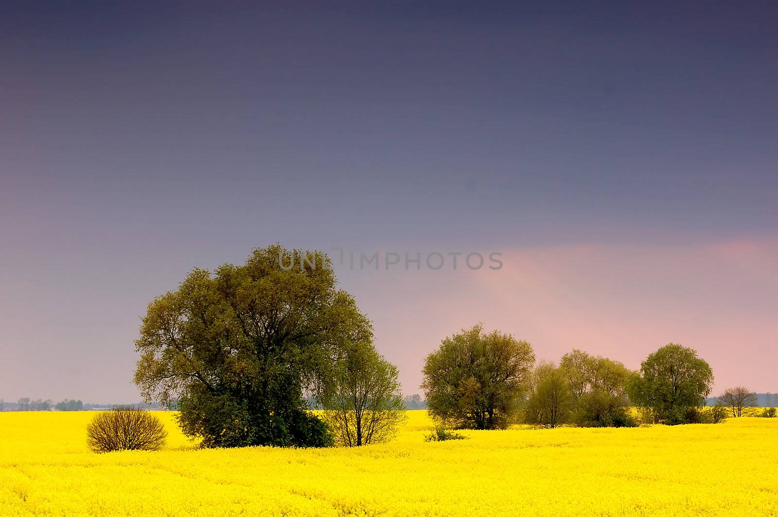Spring sunset scenery. Rape field