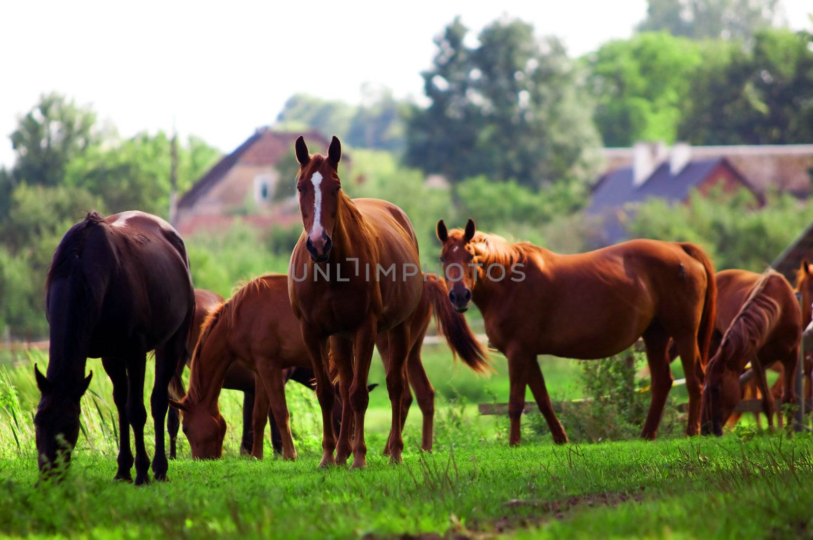 Beautiful horses on the field. Wildlife