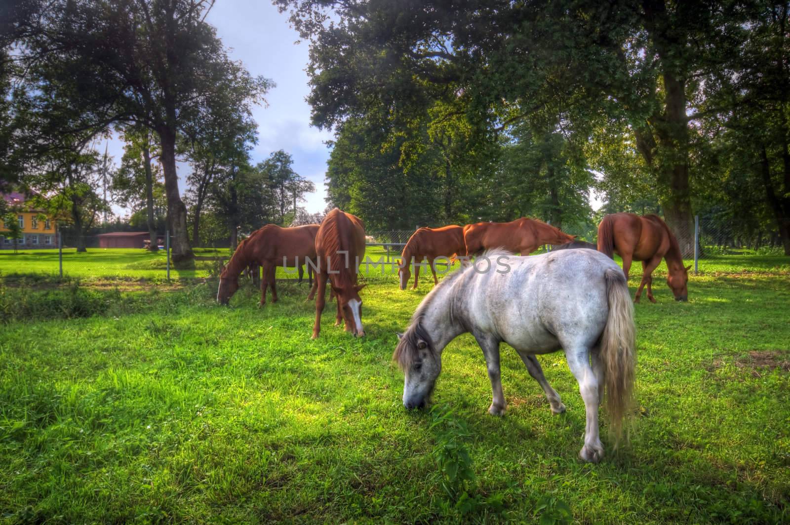 Beautiful wild horses on the perfect field.