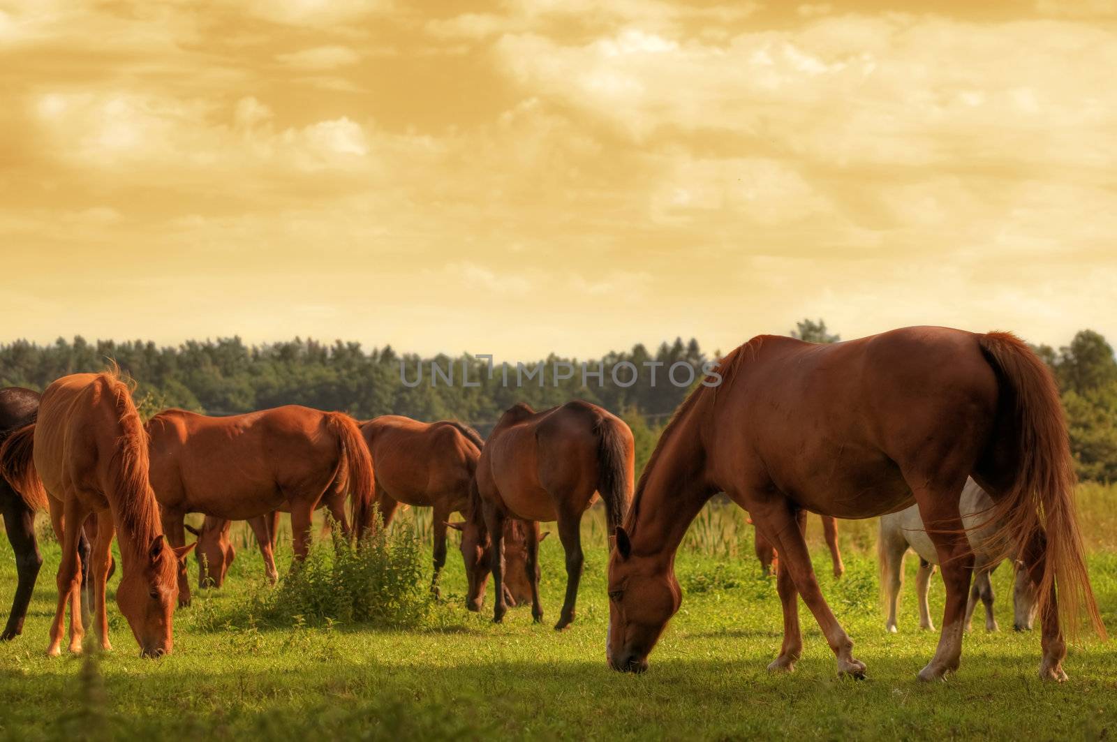Beautiful horses on the field. Wildlife