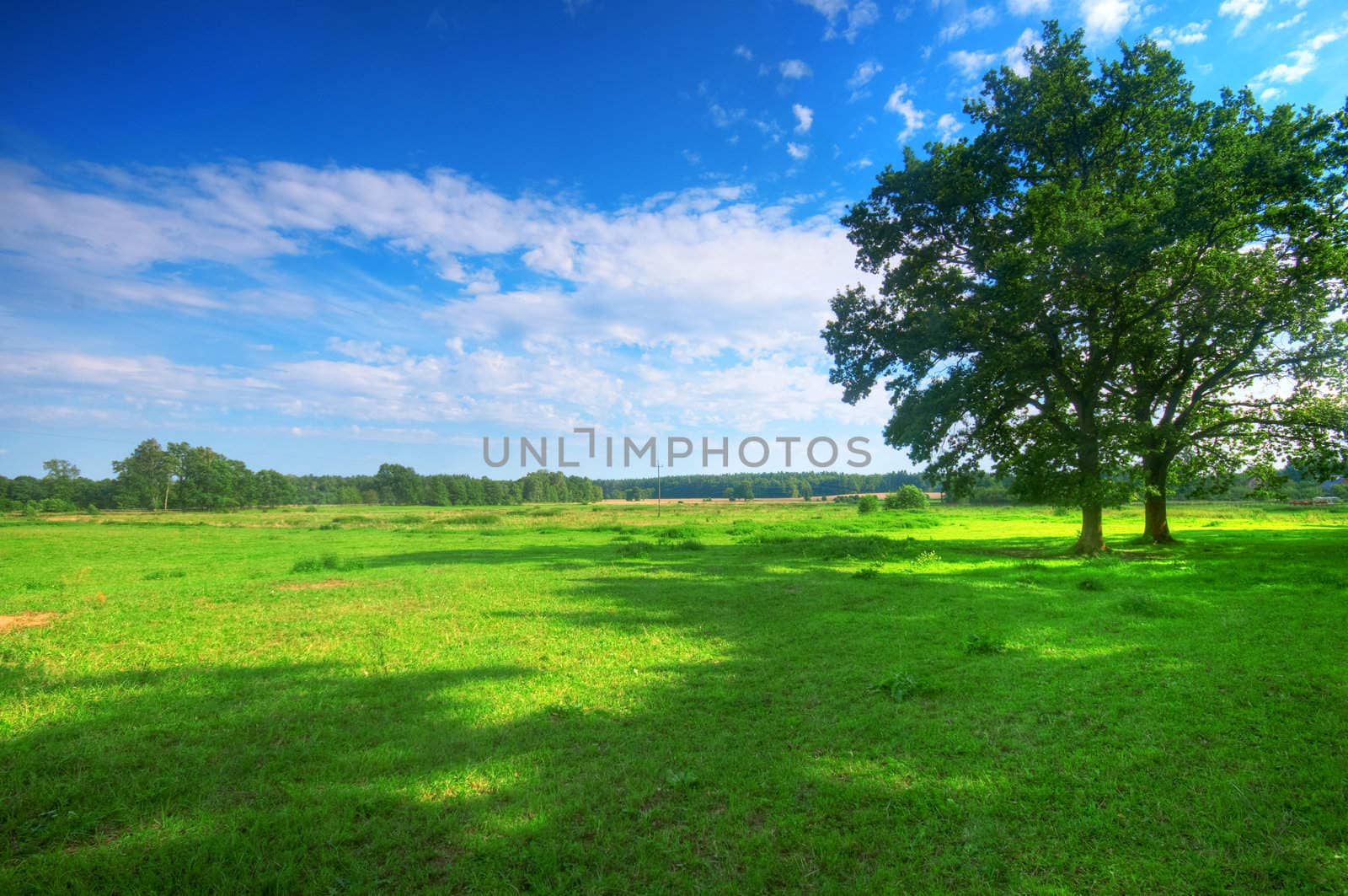 Tree on green summer field