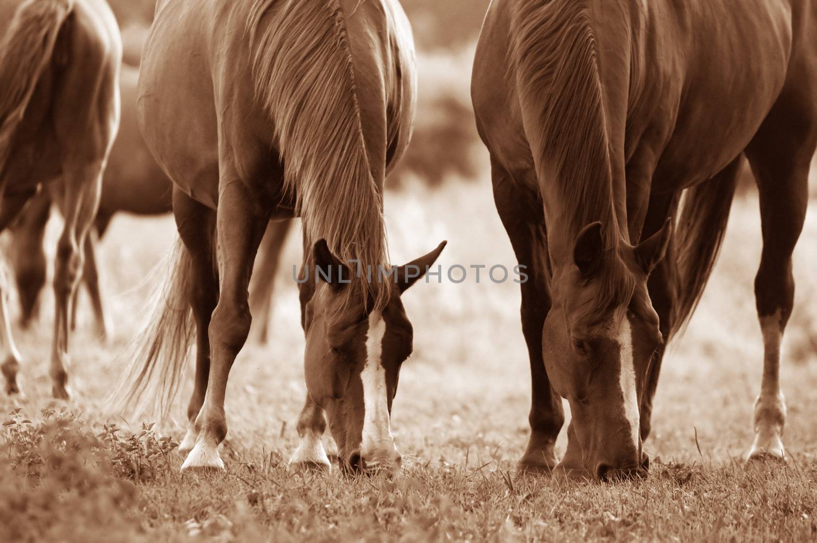 Beautiful horses on the field. Wildlife