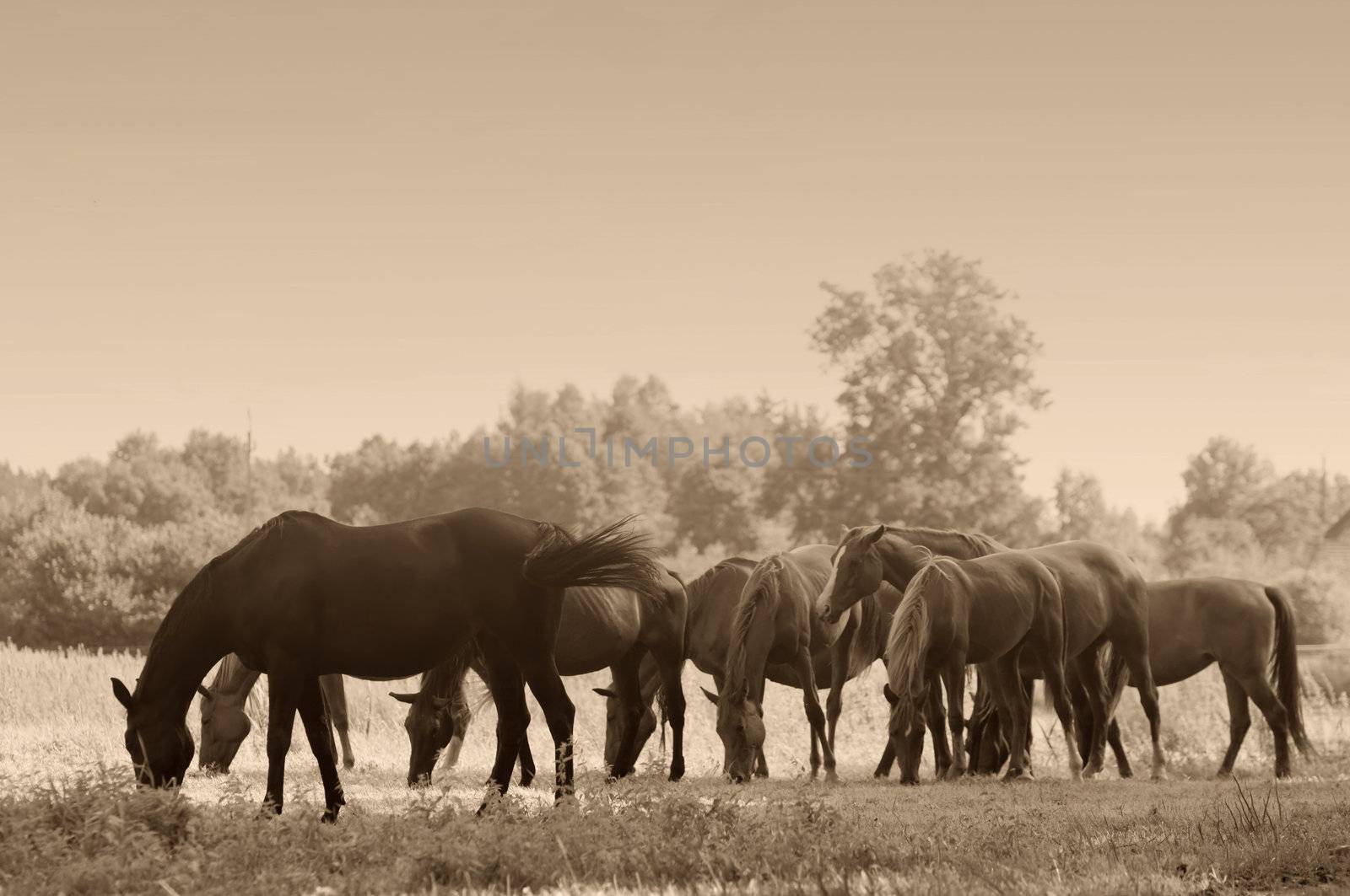 Beautiful horses on the field. Wildlife