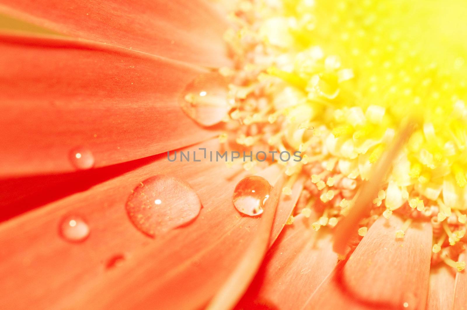 Flower closeup. Orange and yellow colors