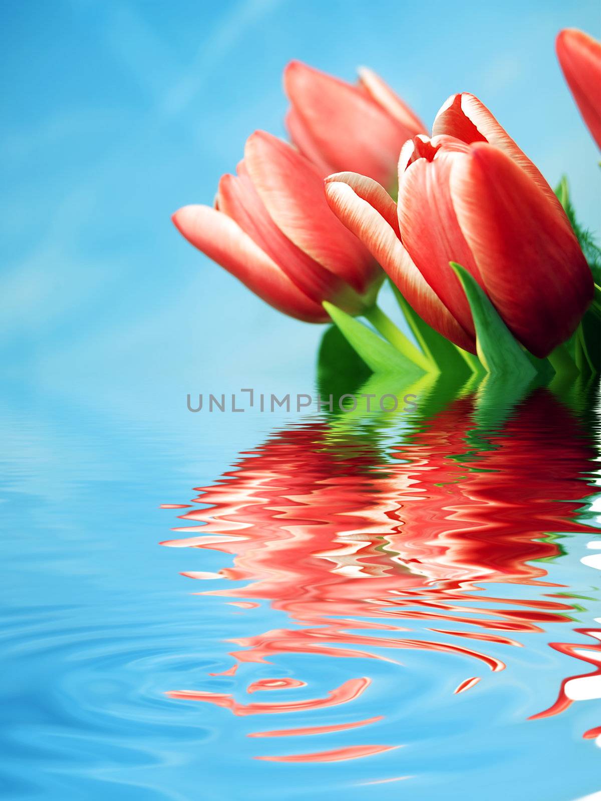 Tulips background by photocreo