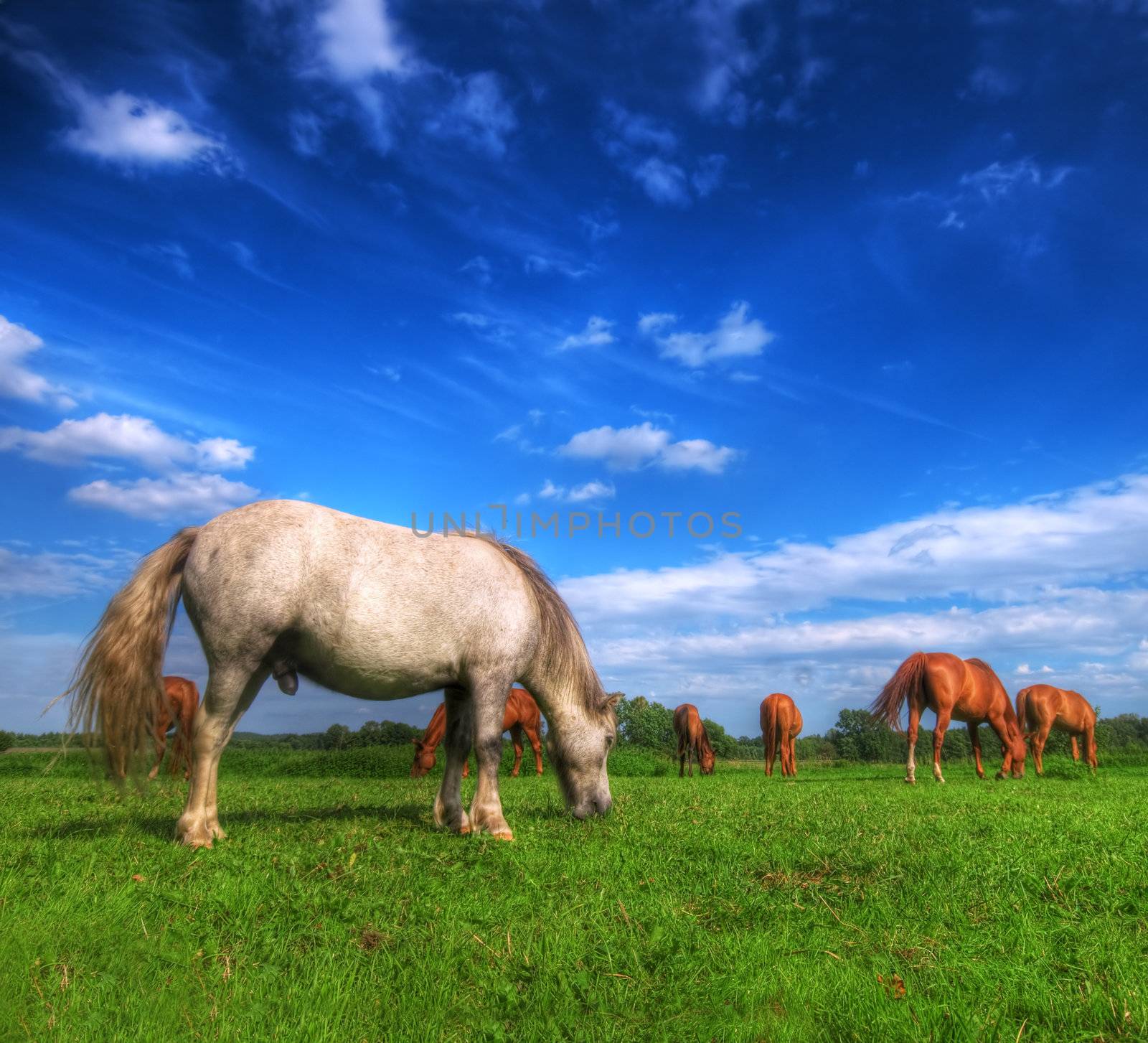 Beautiful wild horses on the perfect field.