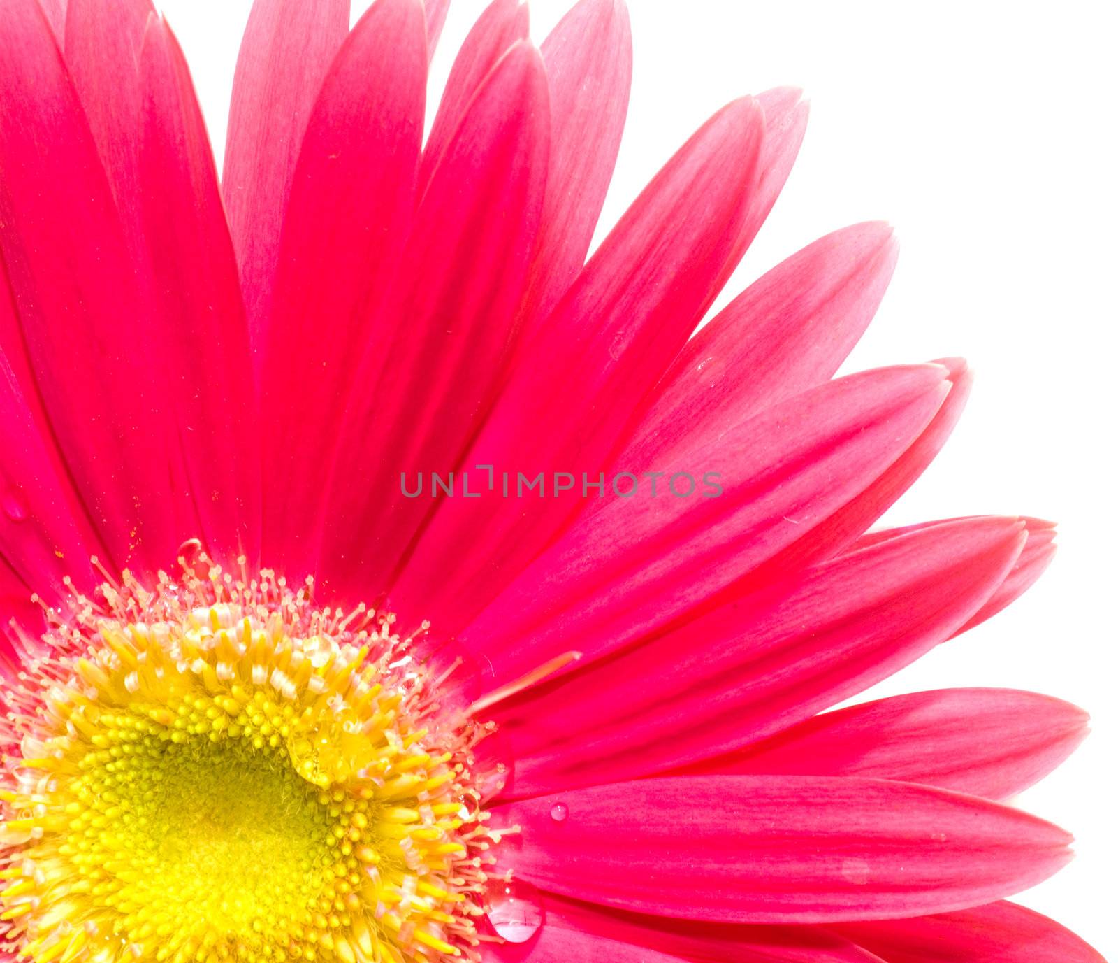 Flower closeup. Red and yellow colors