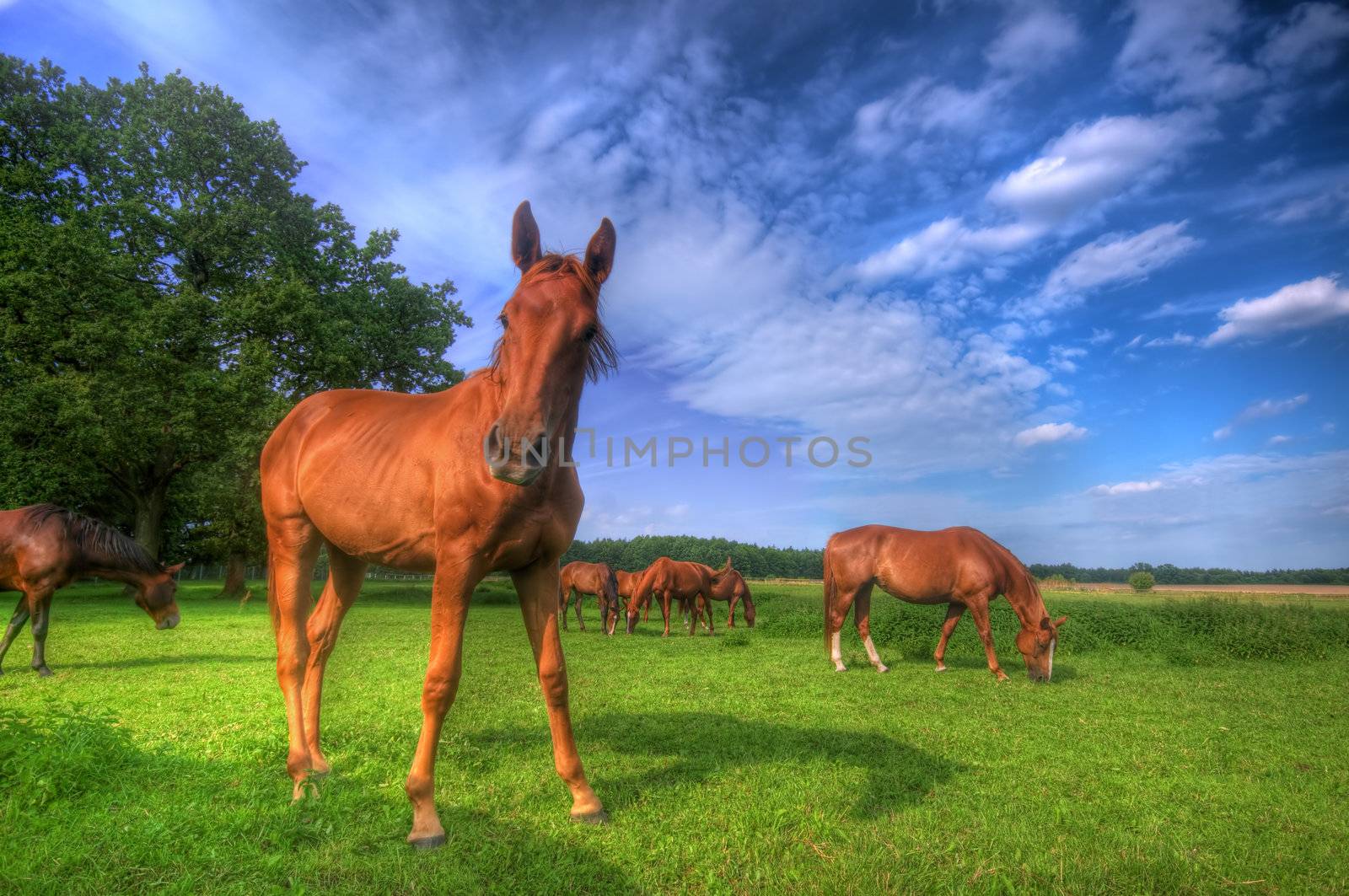 Beautiful wild horses on the perfect field. 
