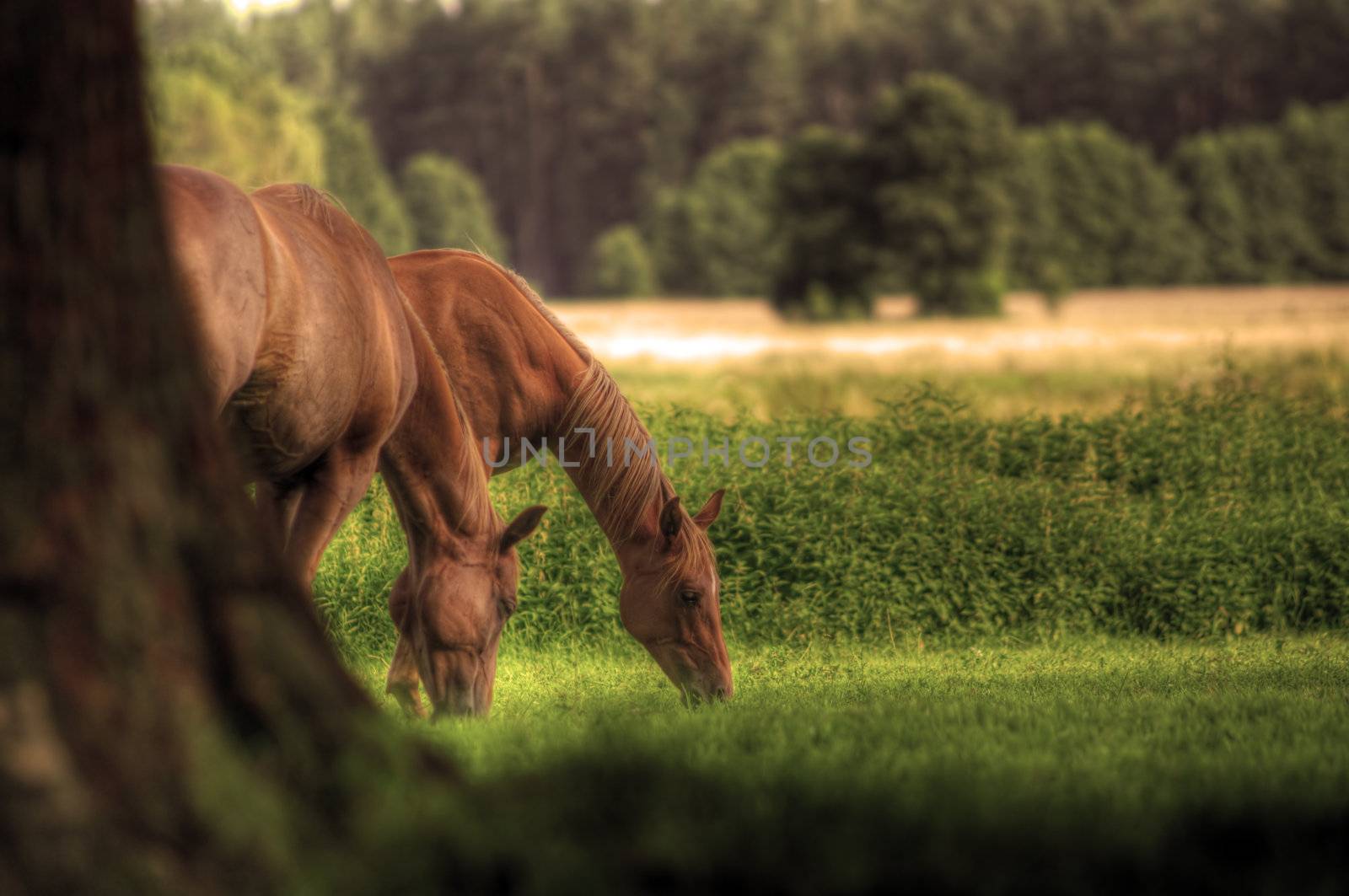 Beautiful horses on the field. Wildlife