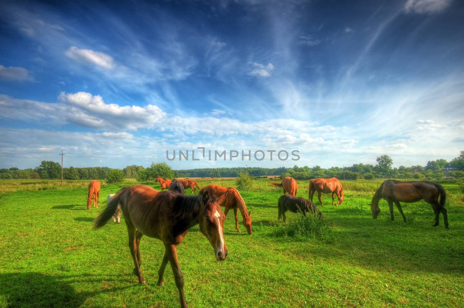 Beautiful wild horses on the perfect field. 