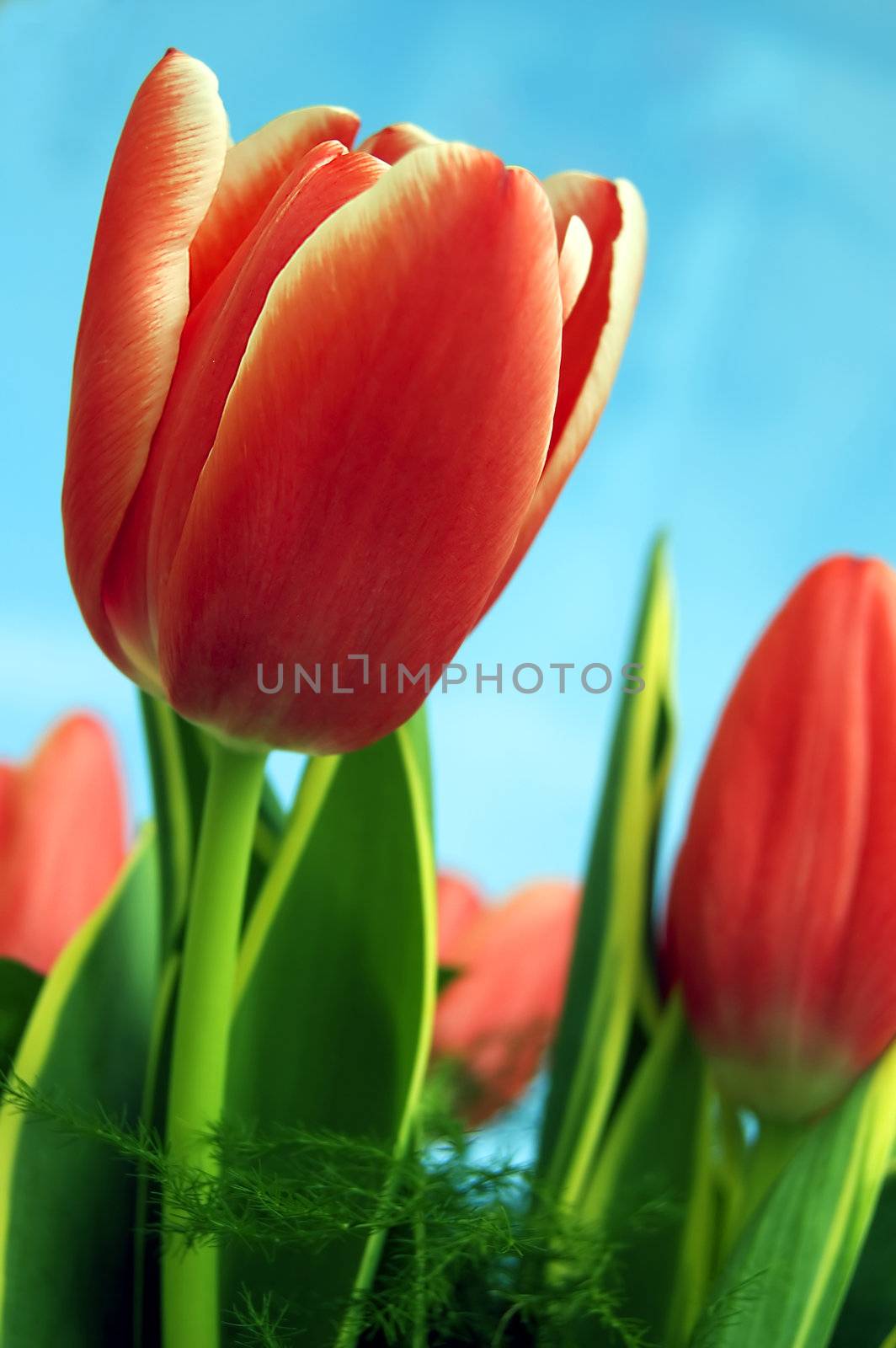 Spring fresh tulips flower background