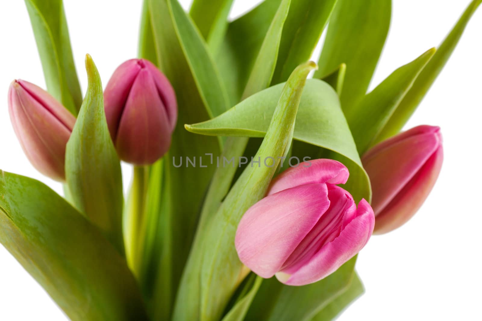 Fresh bouquet of tulips isolated over white background