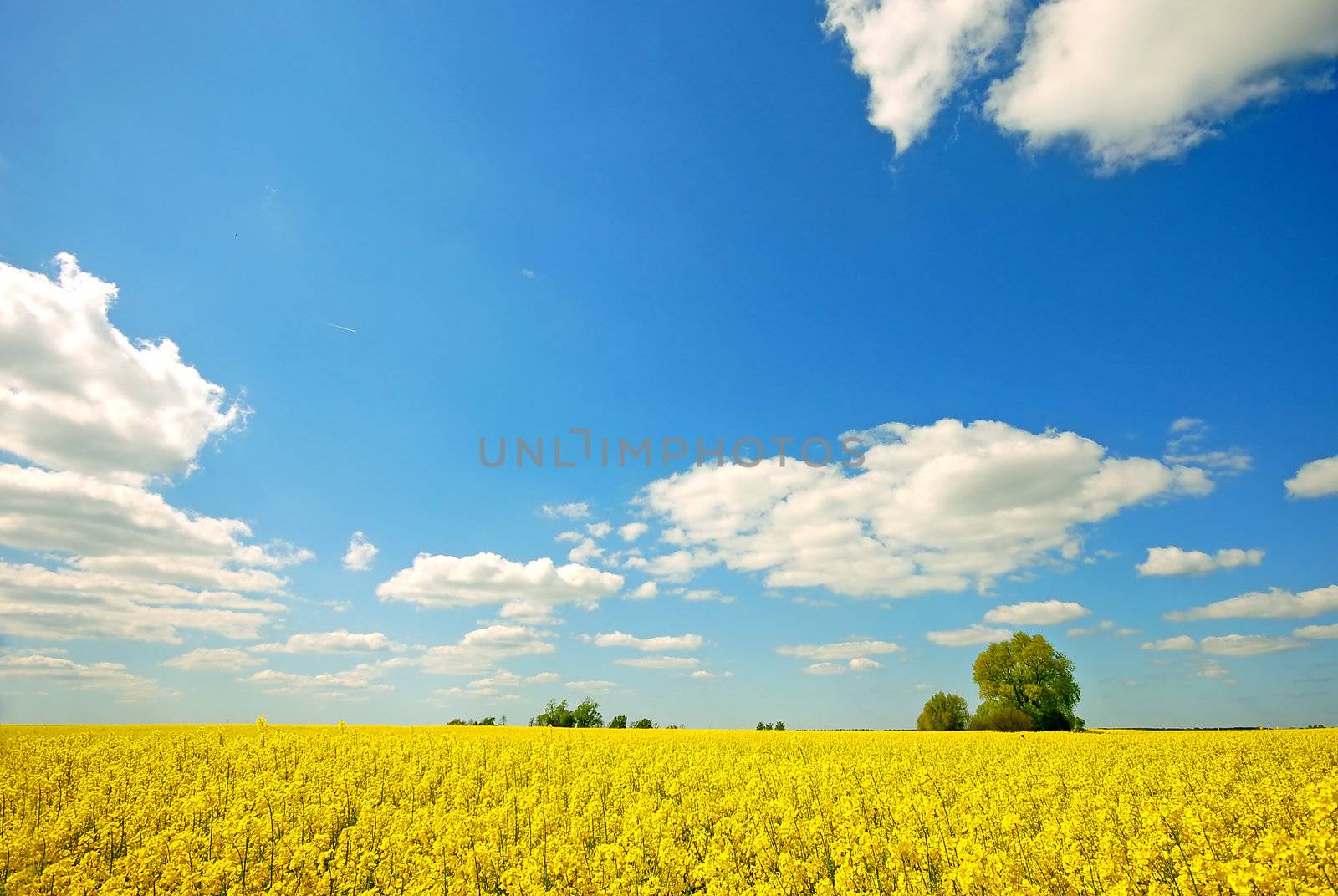 Spring sunny landscape. Rape field