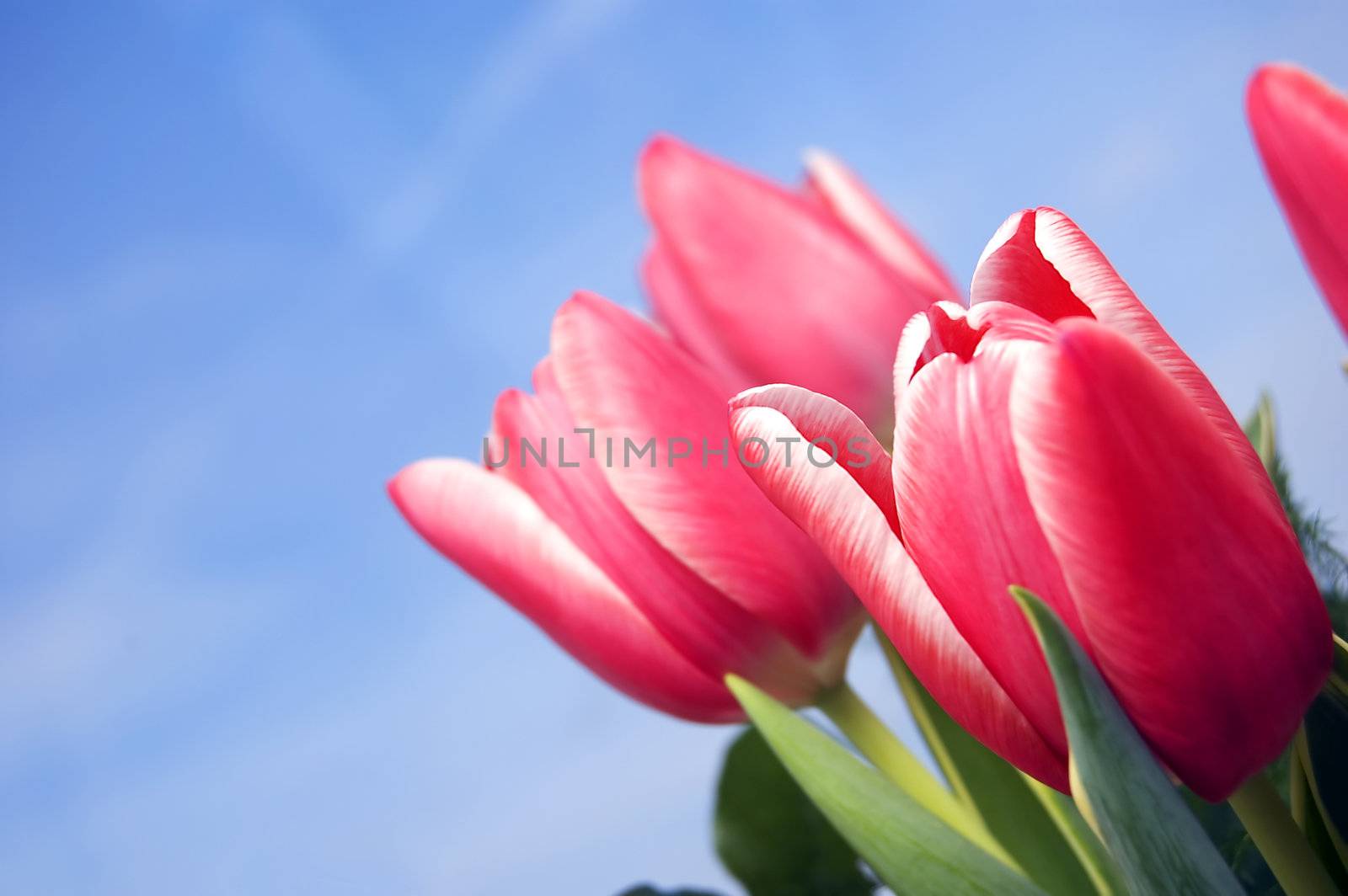 Spring fresh tulips flower background
