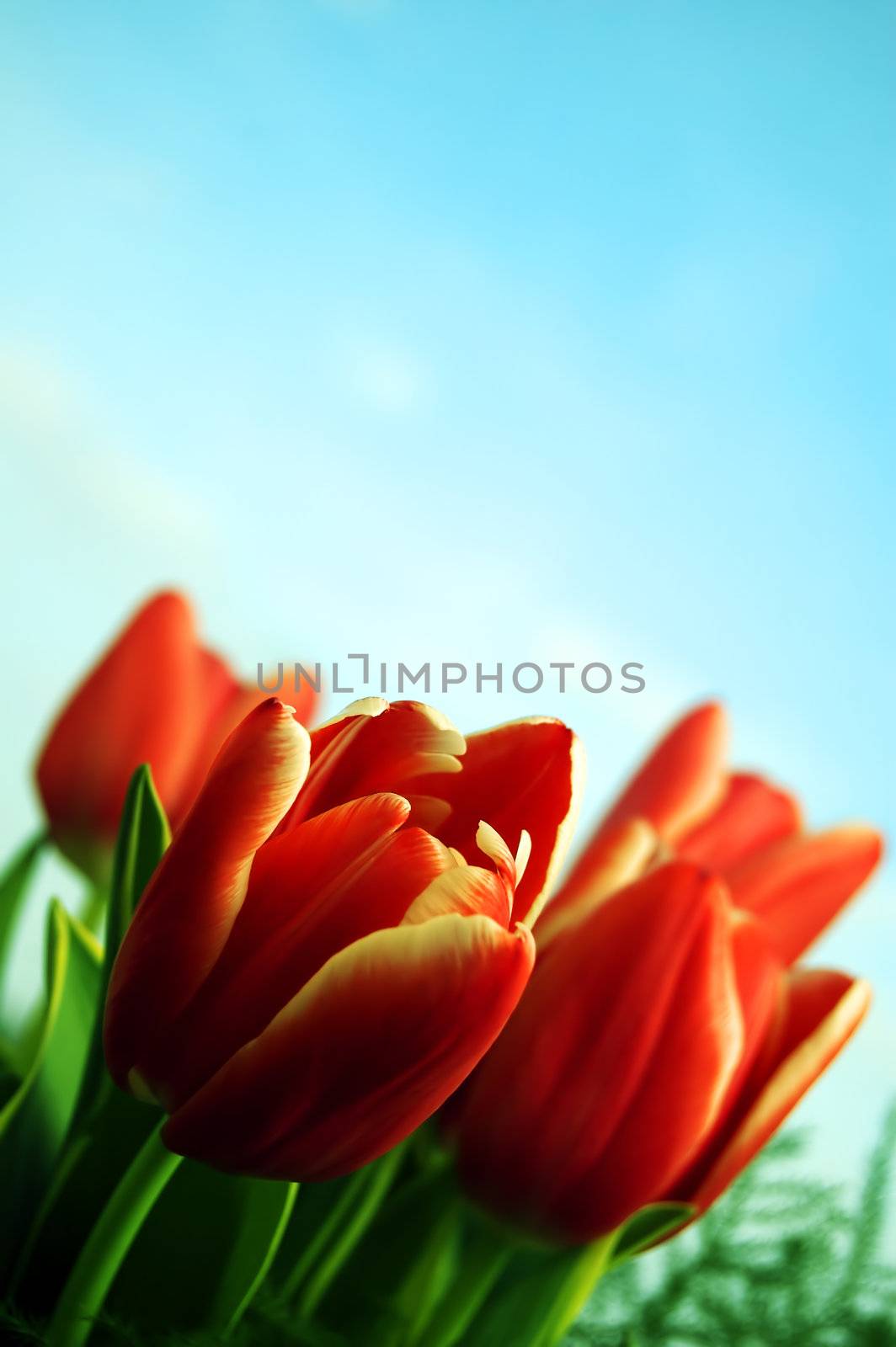 Tulips background by photocreo