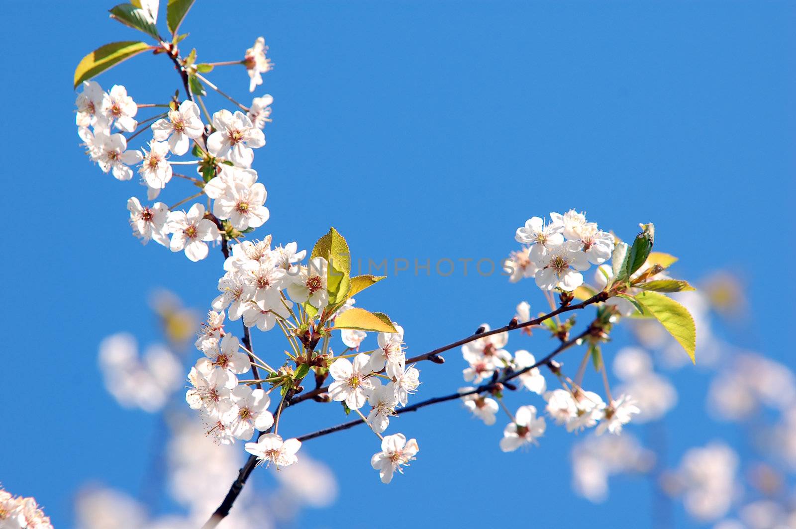 Spring tree branch in bloom