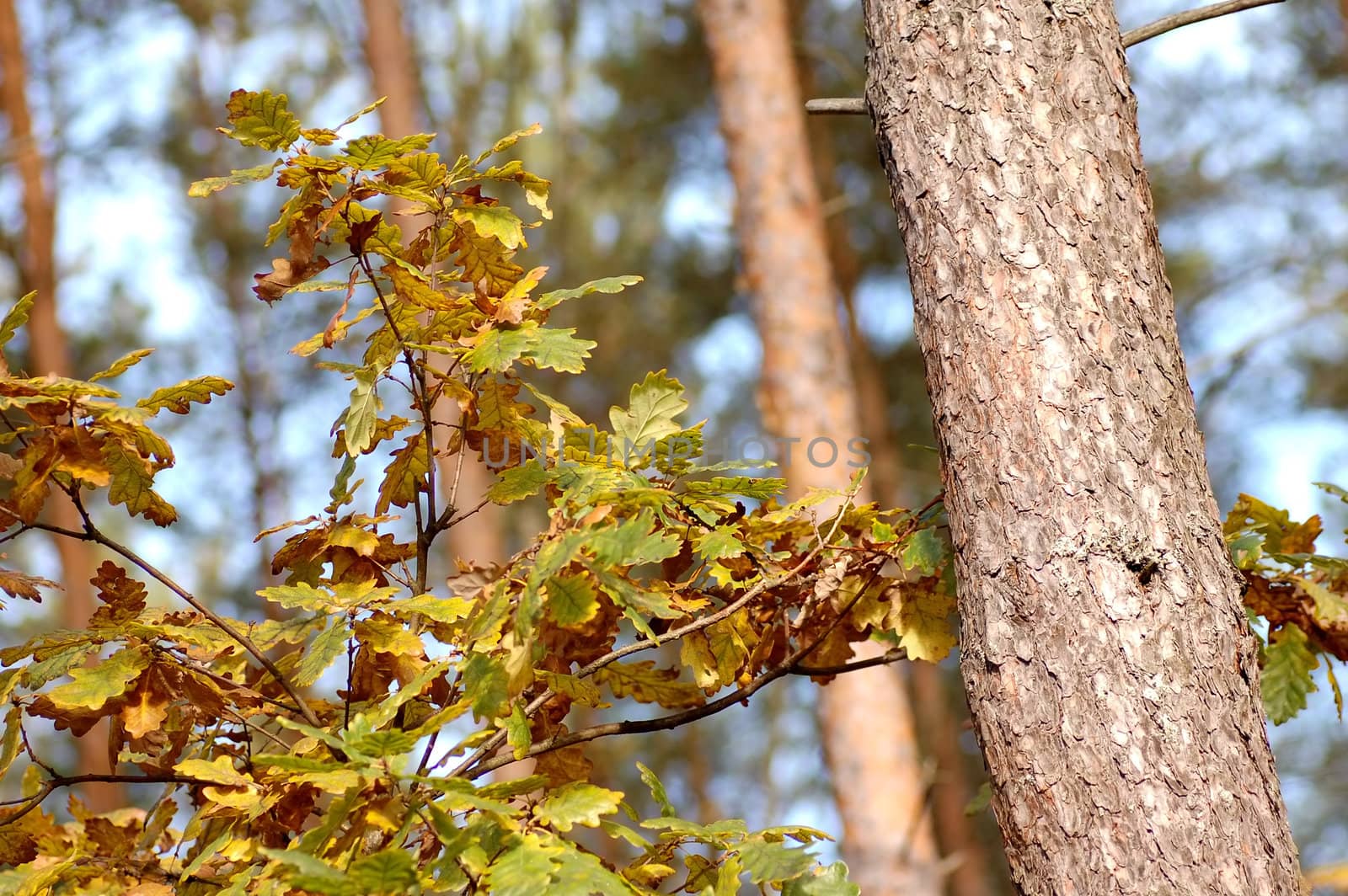 Autumn leaves on tree in forest