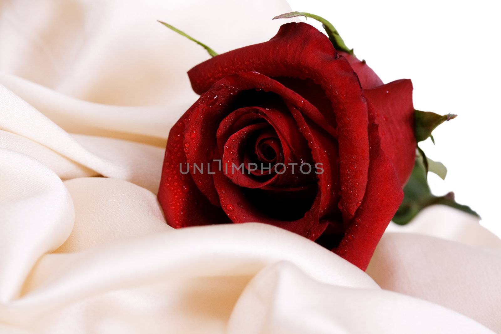 Red rose and white silk, and the concept of the wedding feast