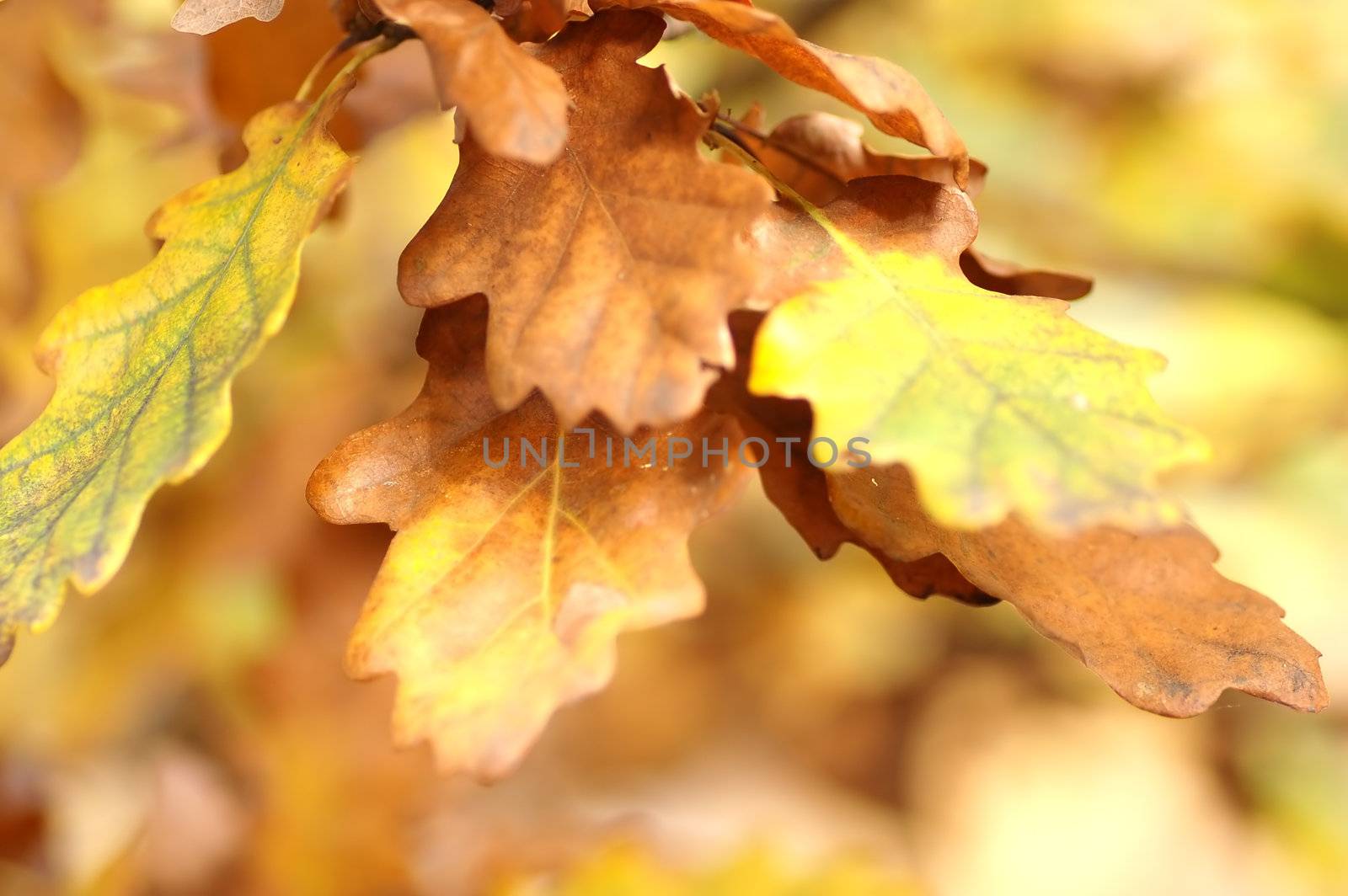 Autumn leaves by photocreo