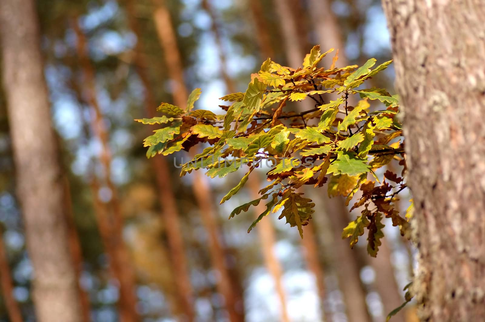 Autumn leaves on tree in forest