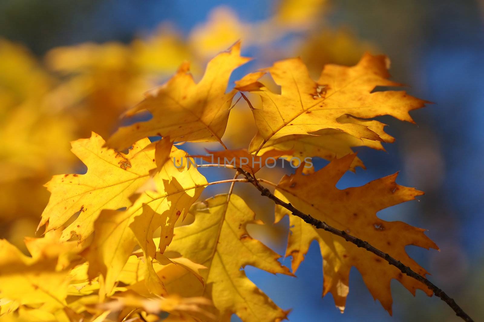 Autumn leaves on tree. Autumn, fall background