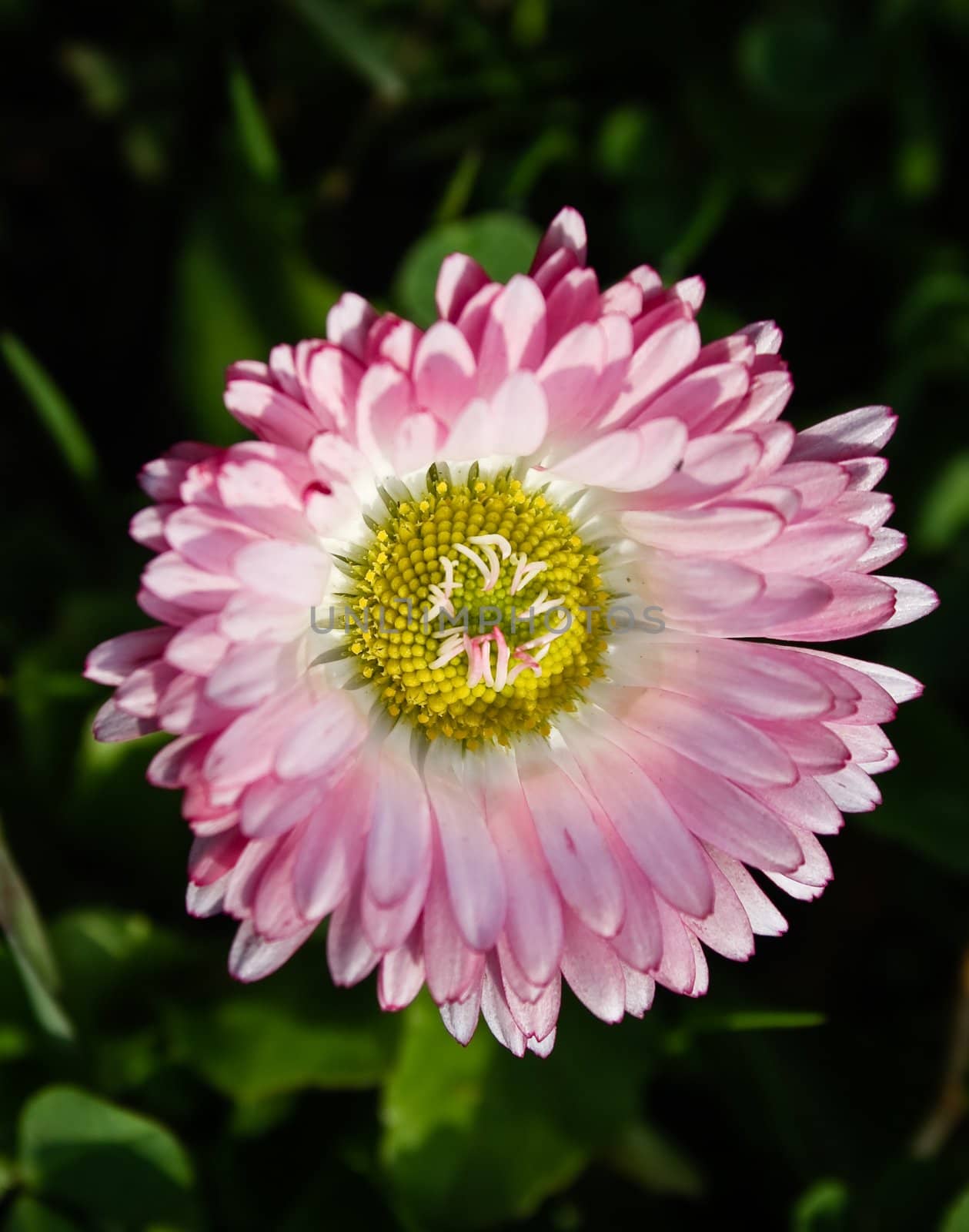 Close up of Bellis perennis