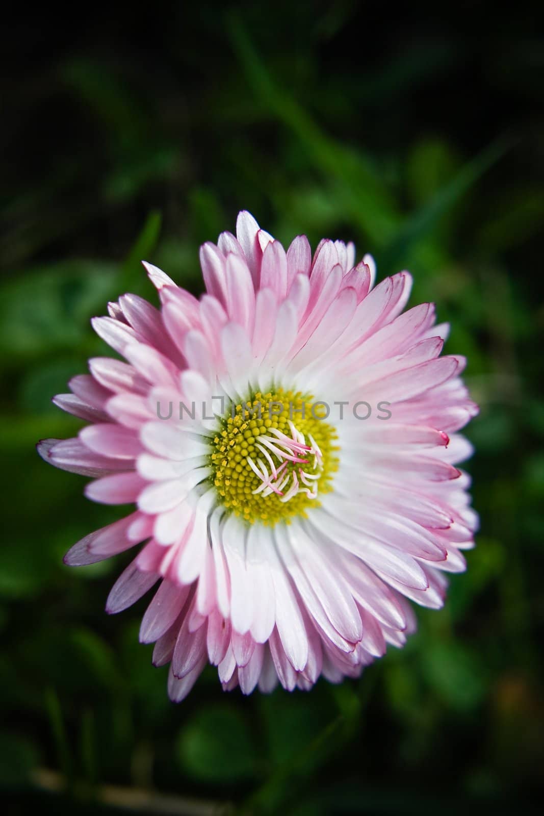 Close up of Bellis perennis