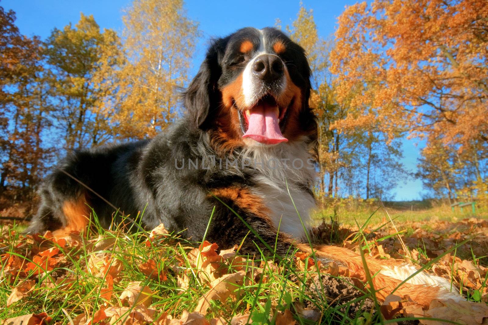 A happy Bernese mountain dog lying on grass during a sunny, fall day