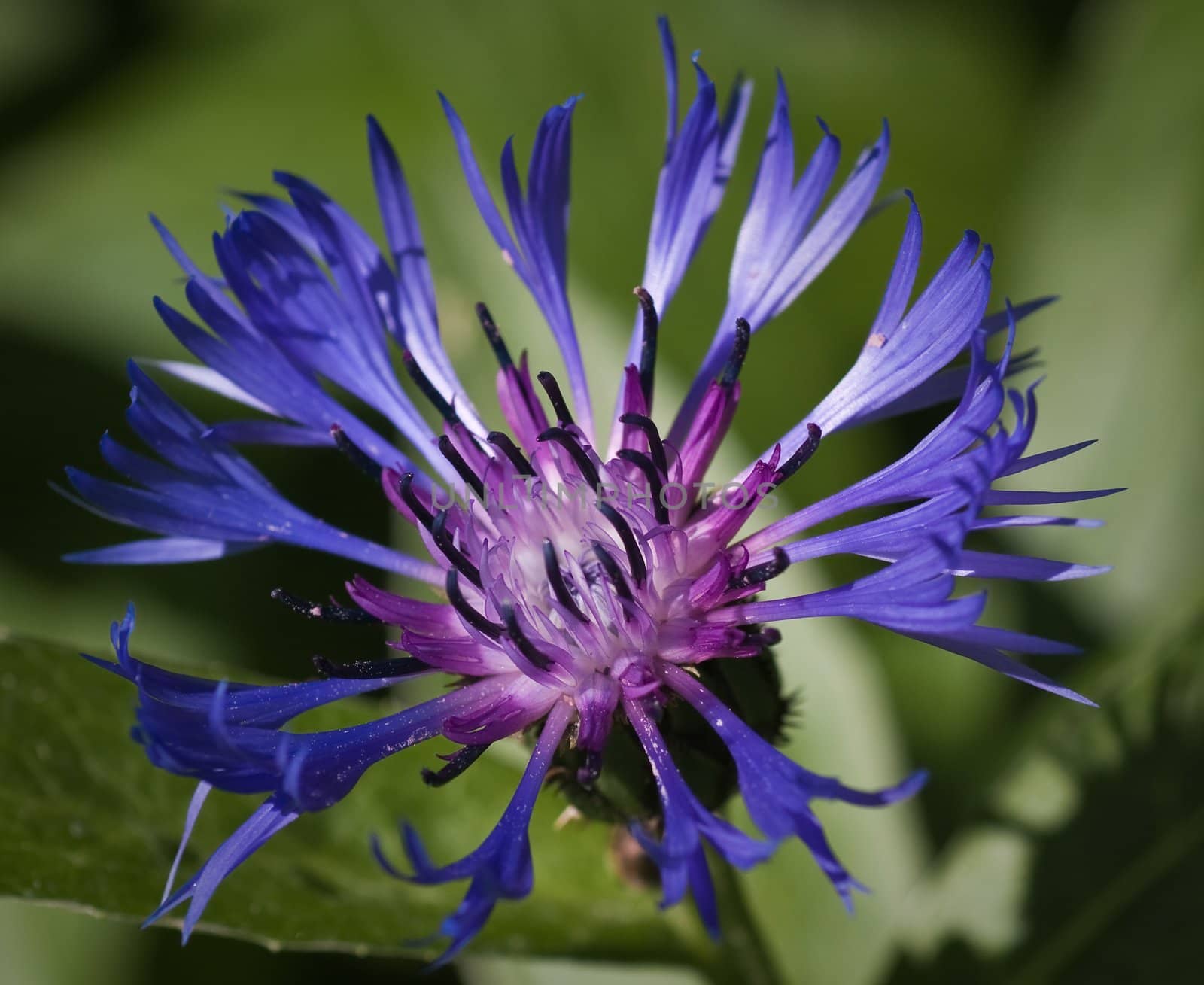 Macro of cornflower (Centaurea cyanus)