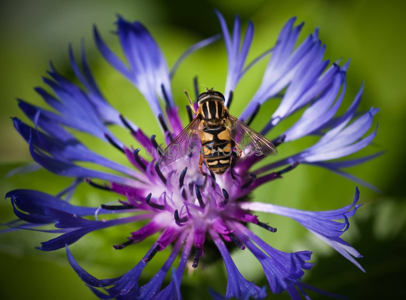 Eristalis tenax on  flower centaurea cyanus. Small depth to sharpness