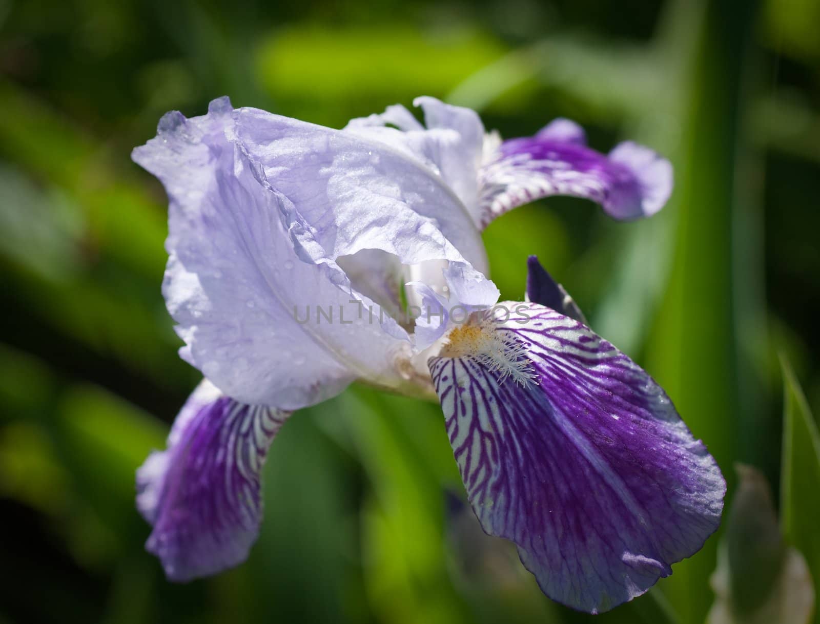 Close up of blooming iris.  Small depth to sharpness