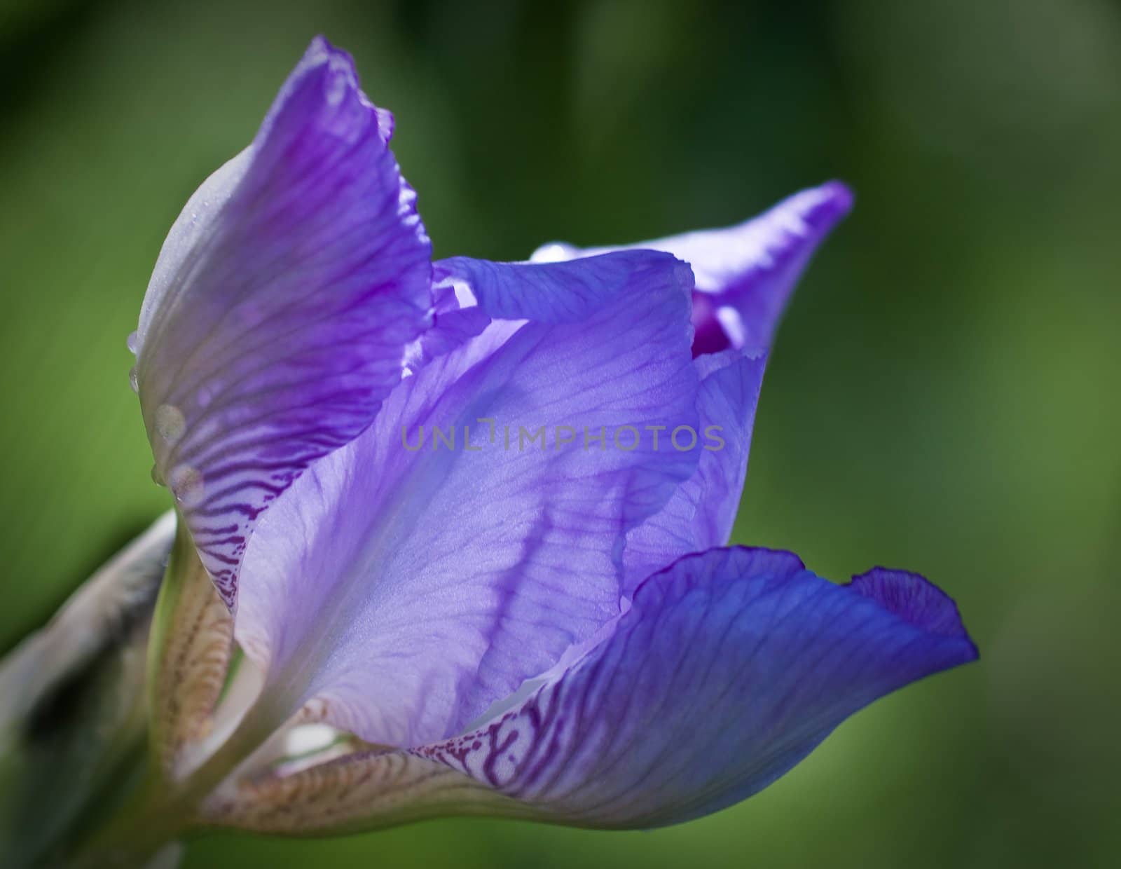 Close up of blooming iris.  Small depth to sharpness