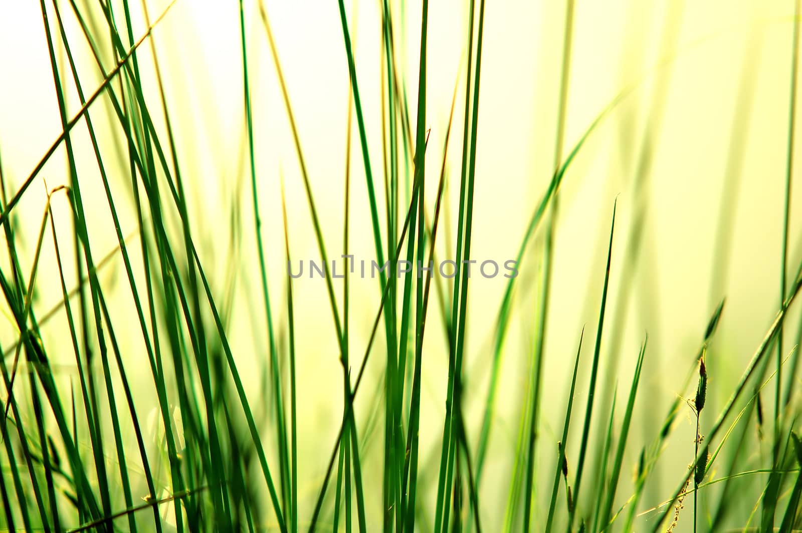 Fresh green grass at the mornig sunlight