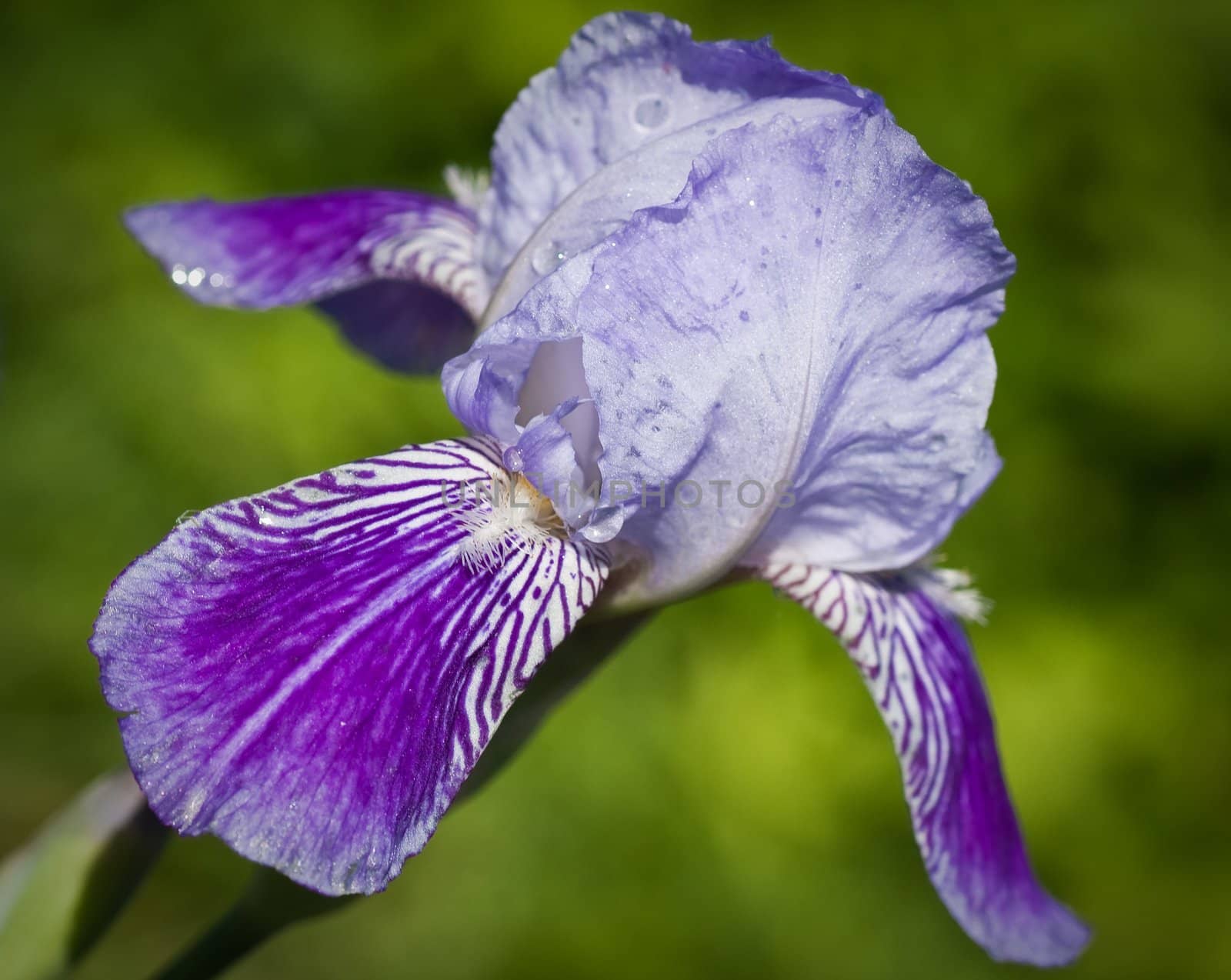 Close up of blooming iris.  Small depth to sharpness