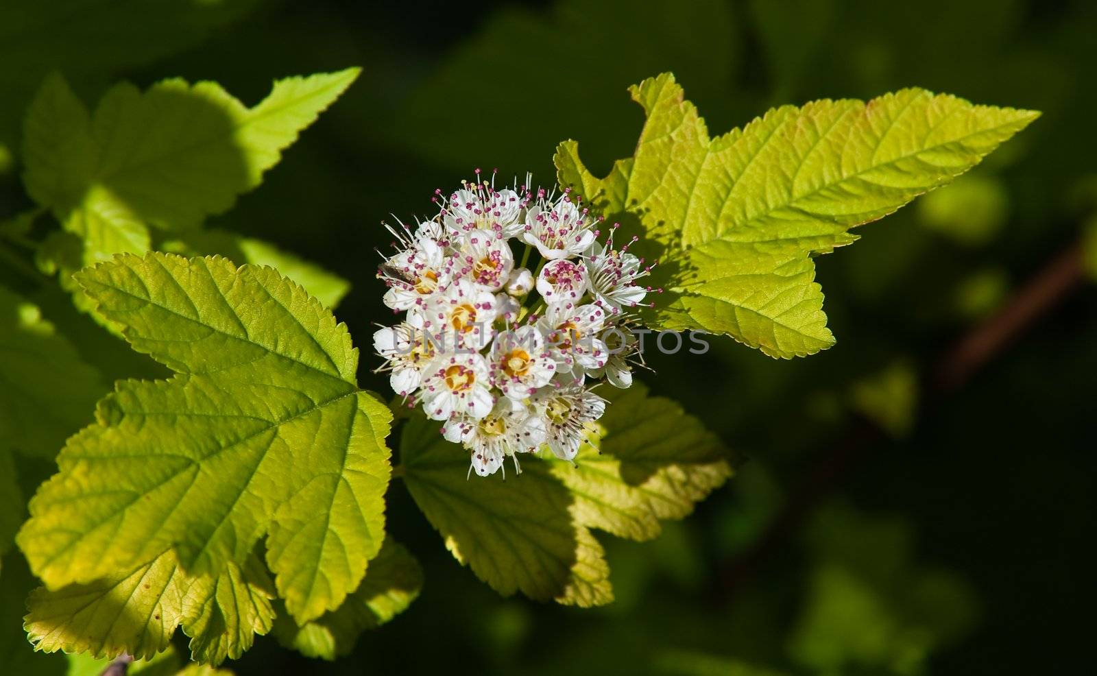 Flowering Dogwood tree -- Cornus alba.  Small depth to sharpness