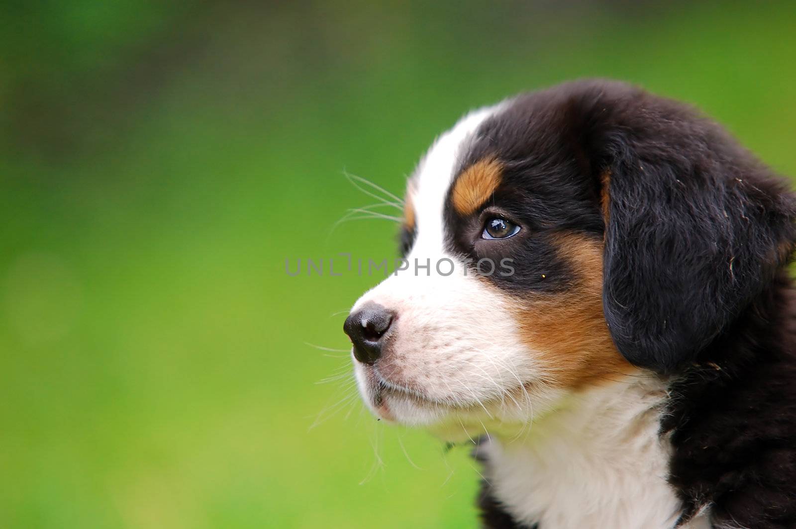 Portrait of puppy Bernese mountain dog in natural scenery and copy-space