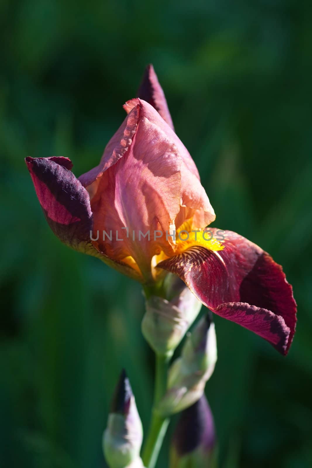 Close up of blooming iris.  Small depth to sharpness