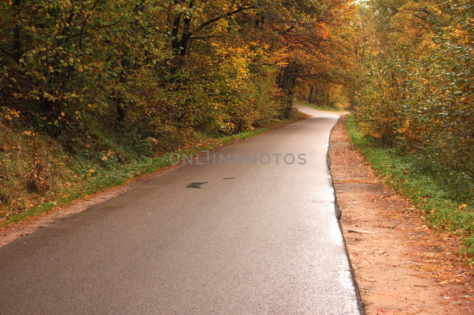 Autumn scenery. Colourful leaves in forest