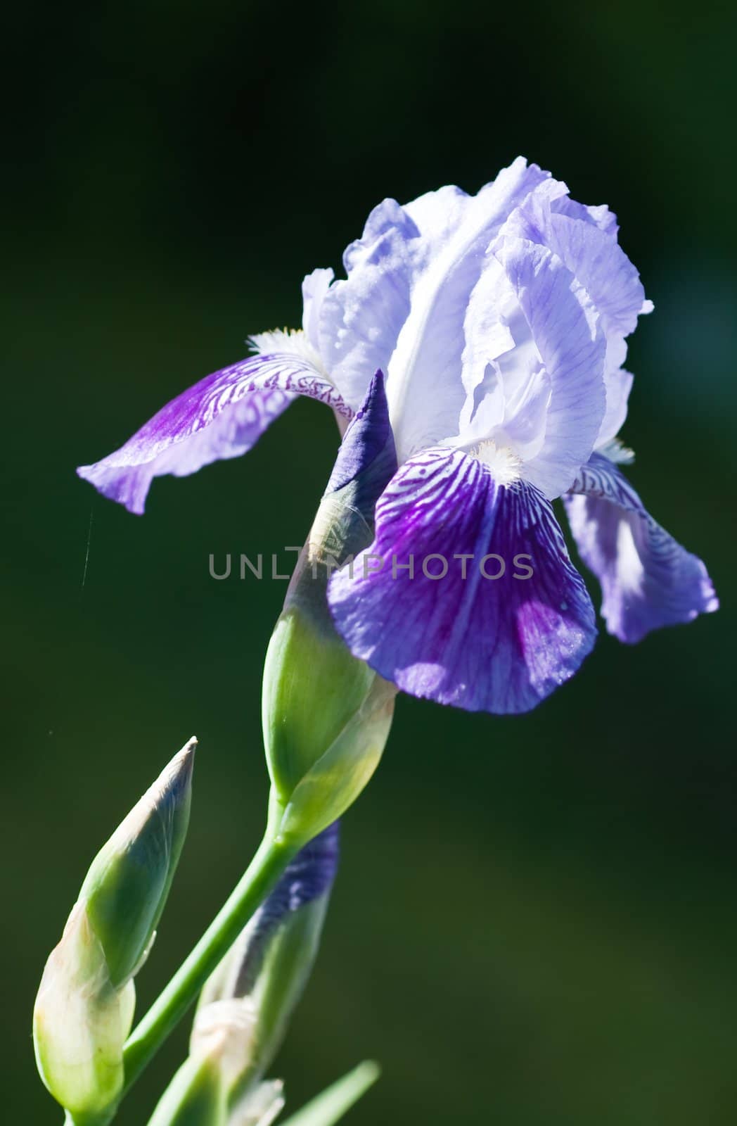 Close up of blooming iris.  Small depth to sharpness