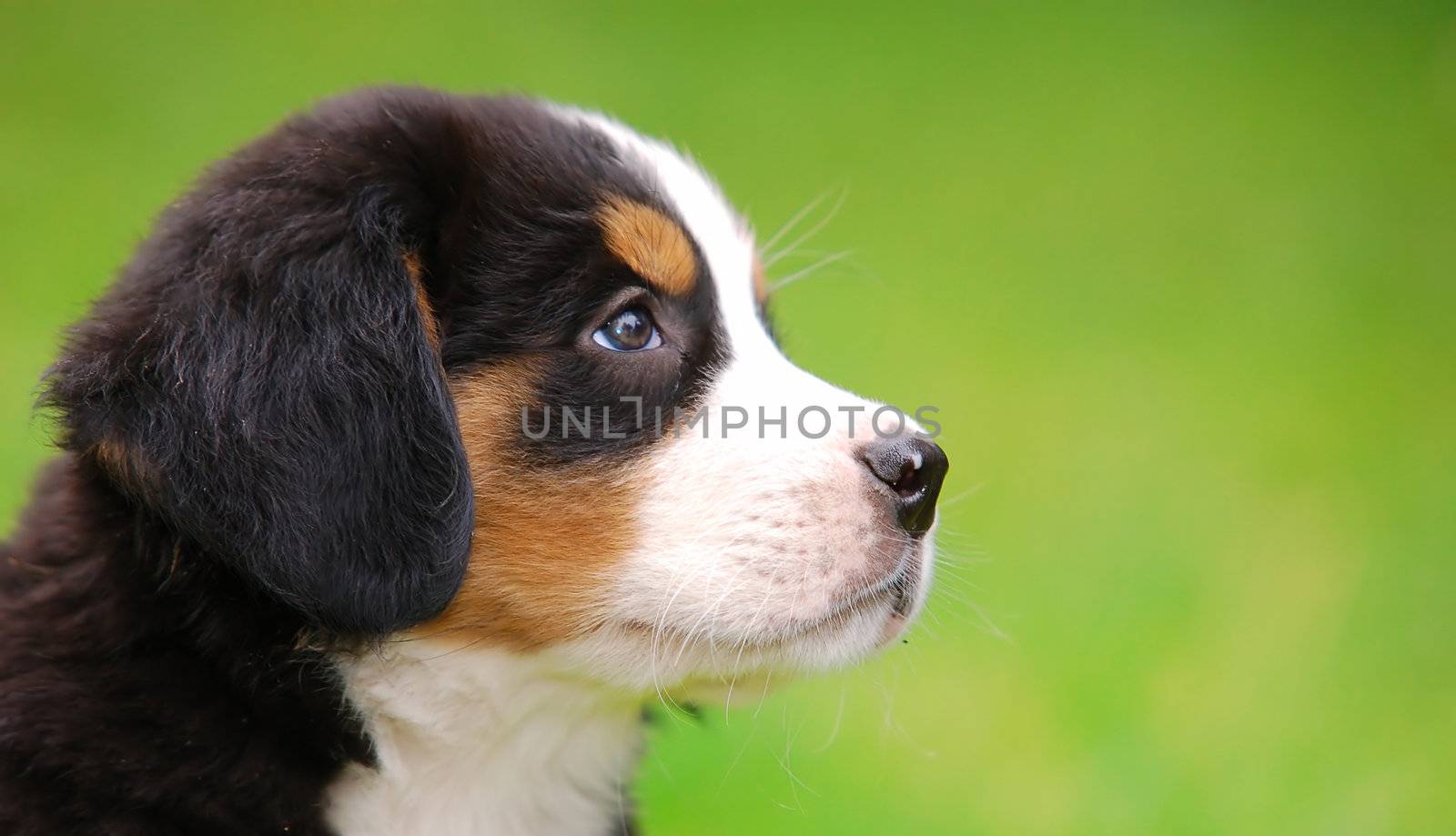 Portrait of puppy Bernese mountain dog in natural scenery and copy-space