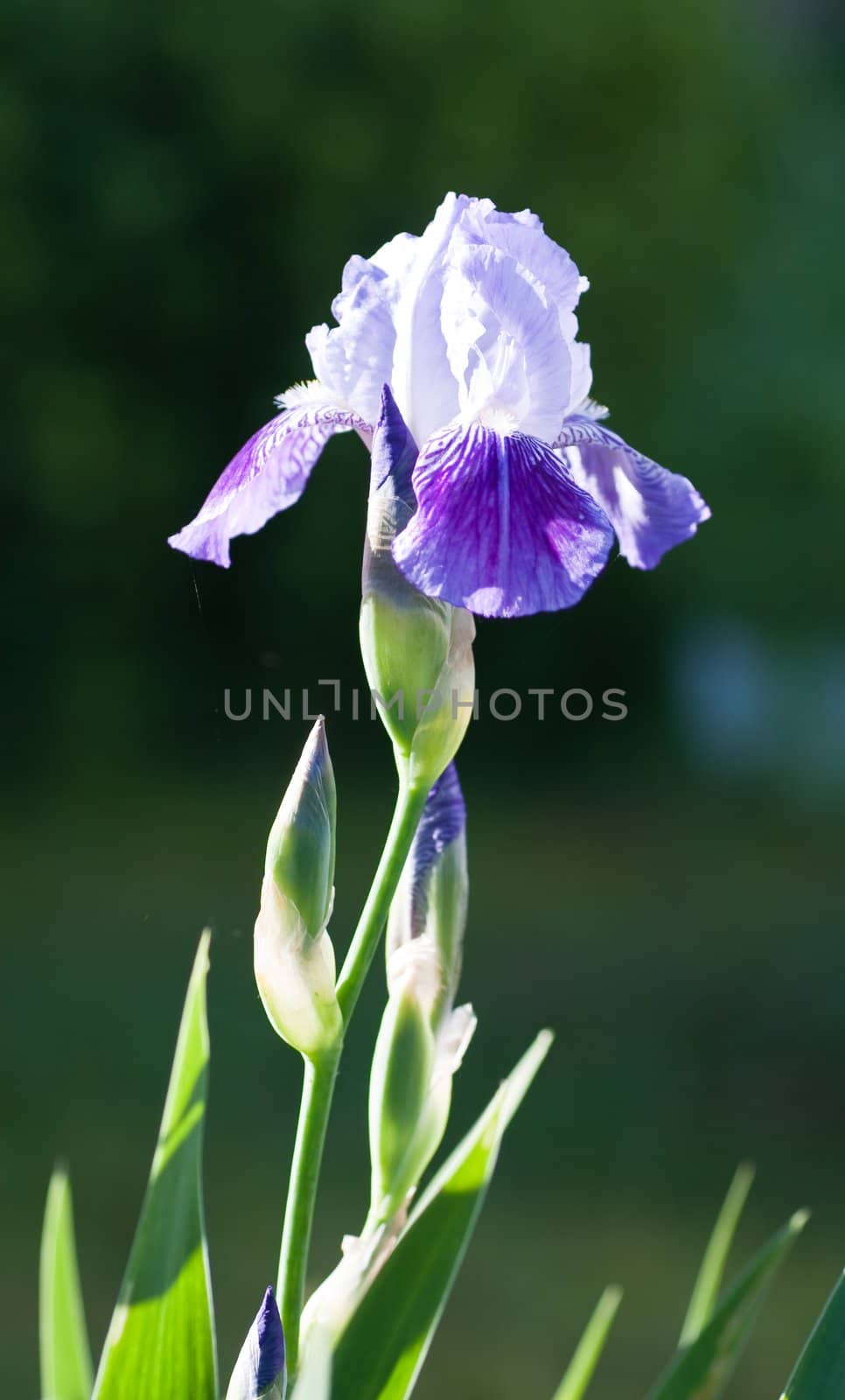 Close up of blooming iris.  Small depth to sharpness