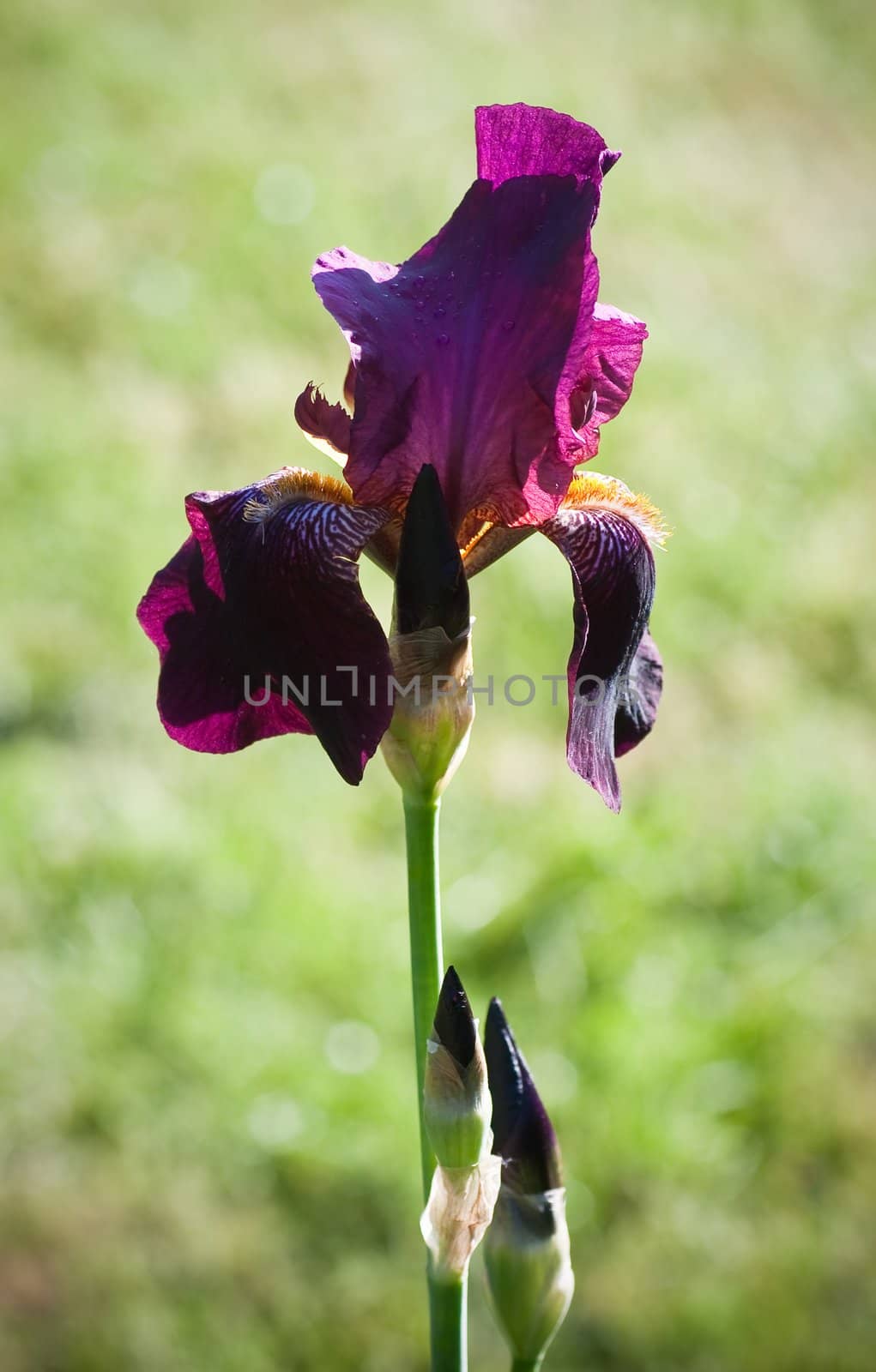 Close up of blooming iris.  Small depth to sharpness