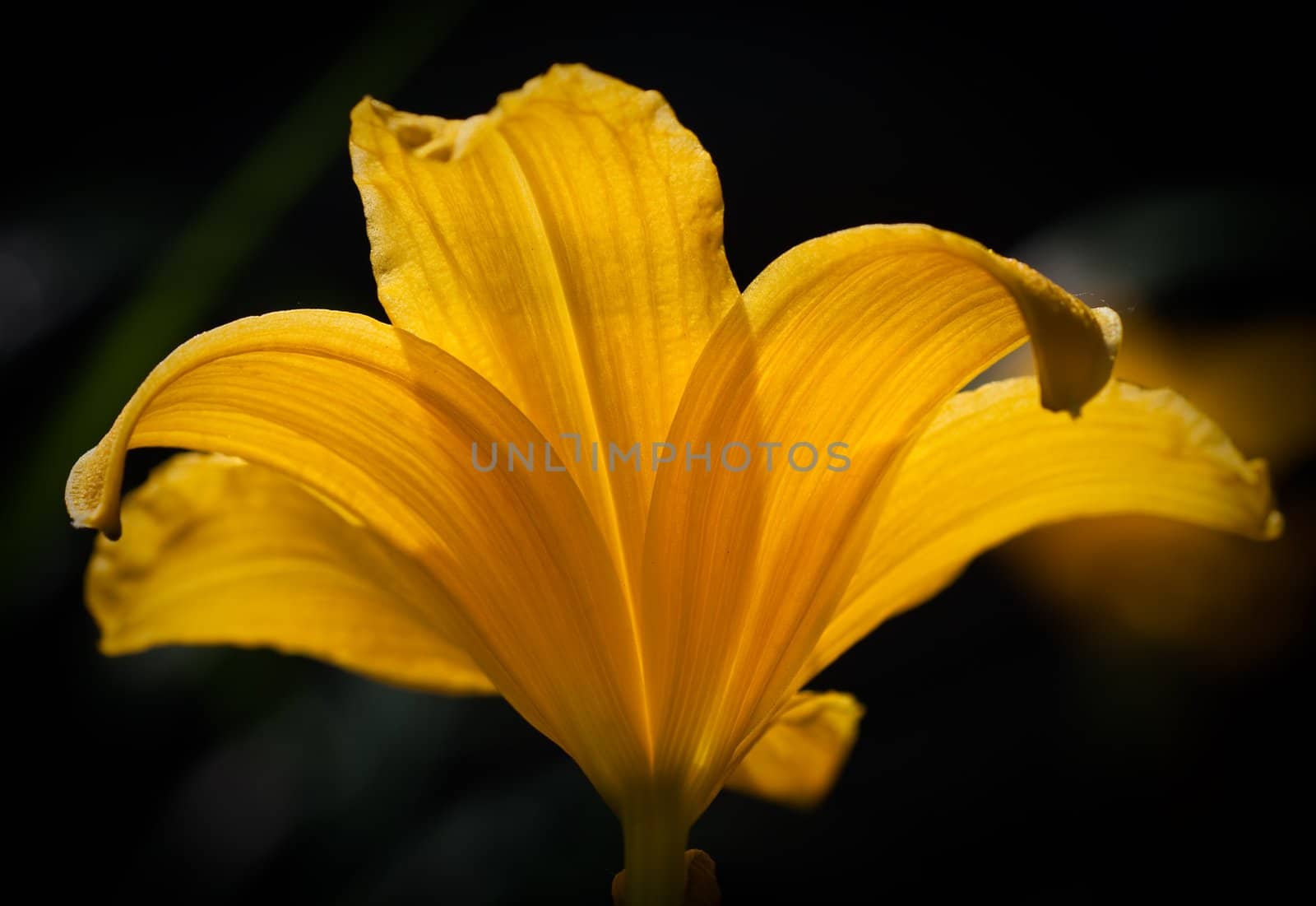 Yellow lily flowers