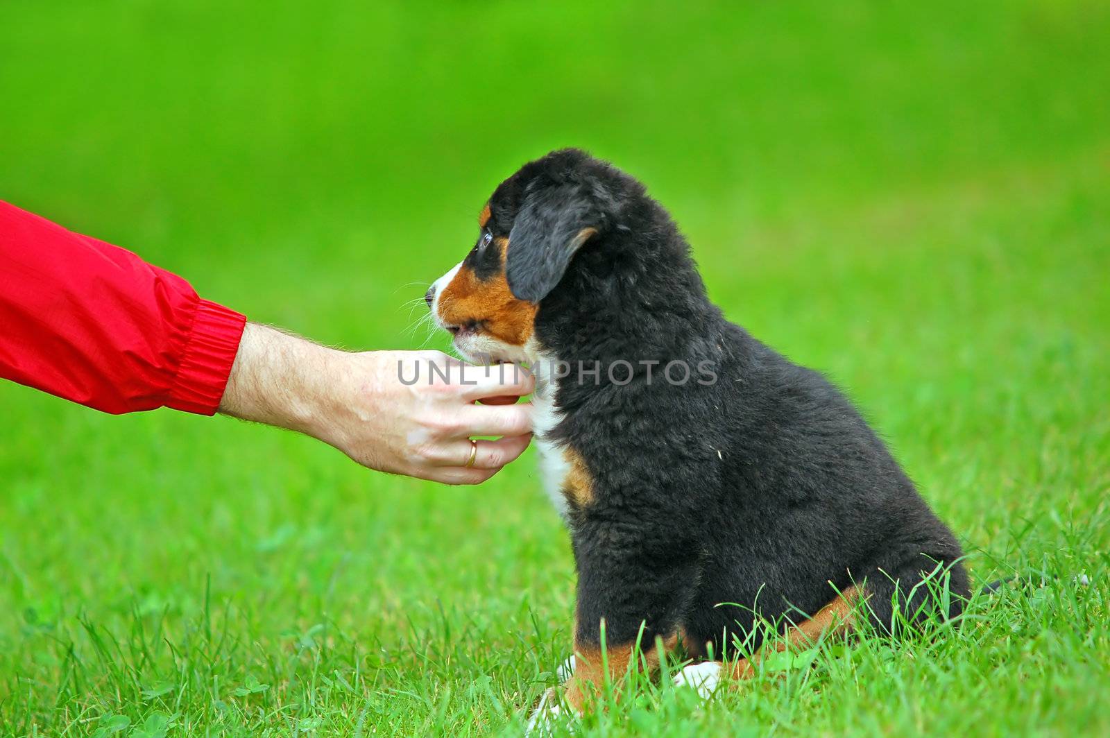 Playing with Bernese mountain dog in natural scenery