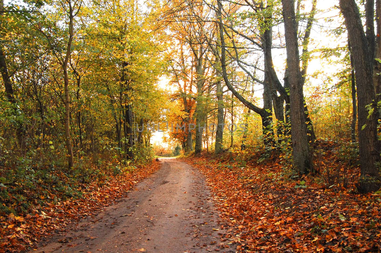 Autumn scenery. Colourful leaves in forest