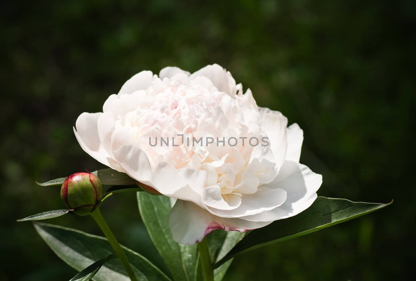 White Peony.  Small depth to sharpness