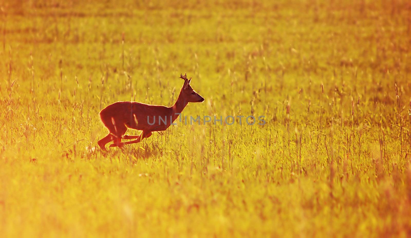 Animal background beautiful roe-deer running. With copyspace