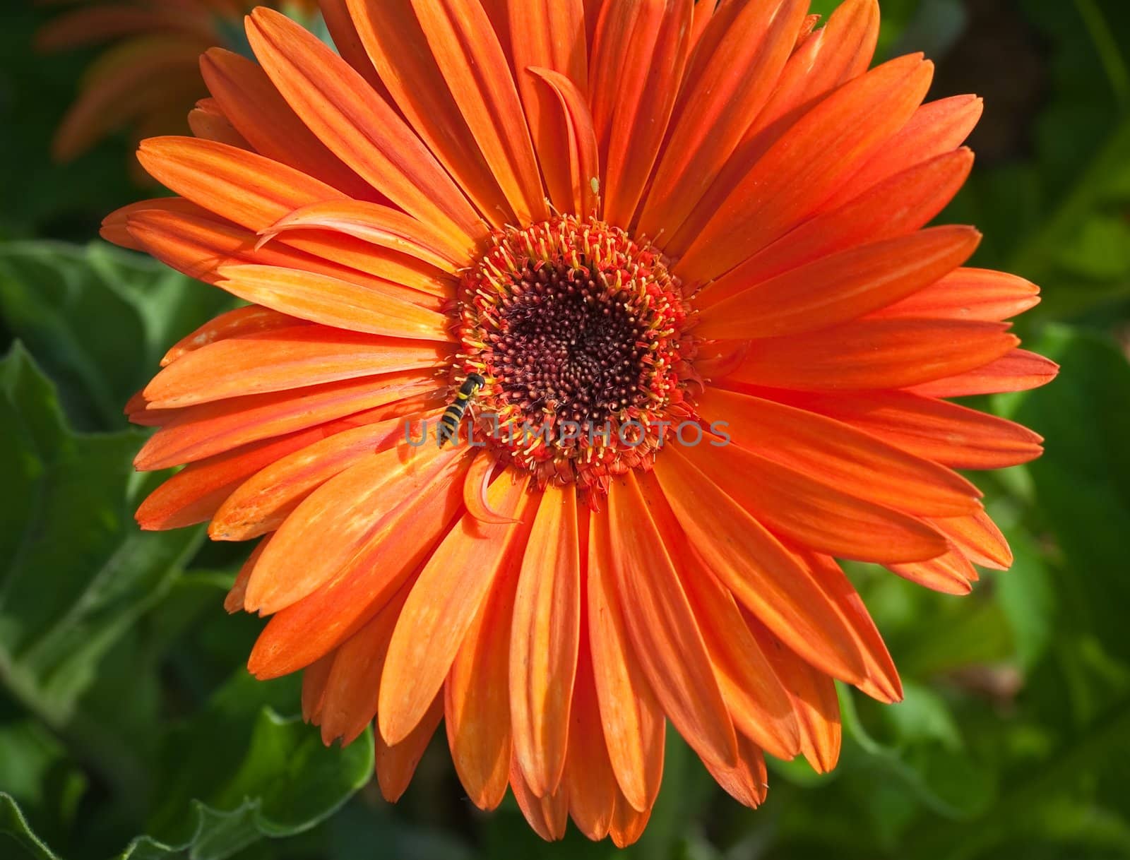 Eristalis tenax on  flower orange gerbera.