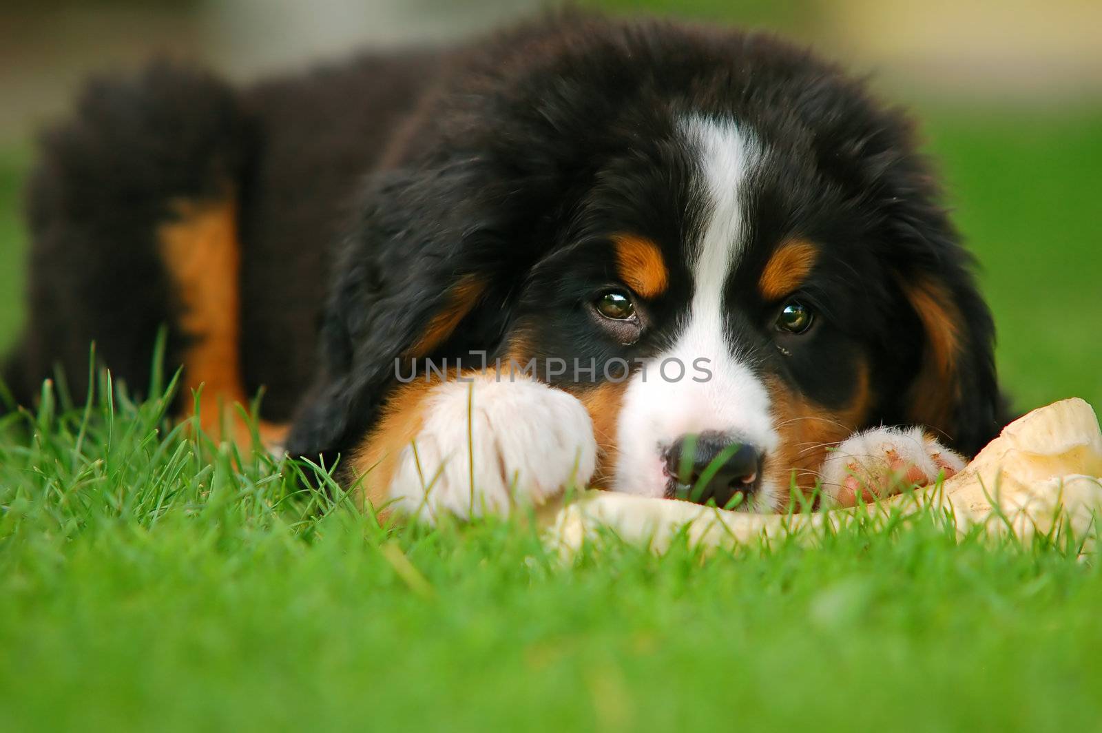 A trustful friend. Portrait of puppy Bernese mountain dog