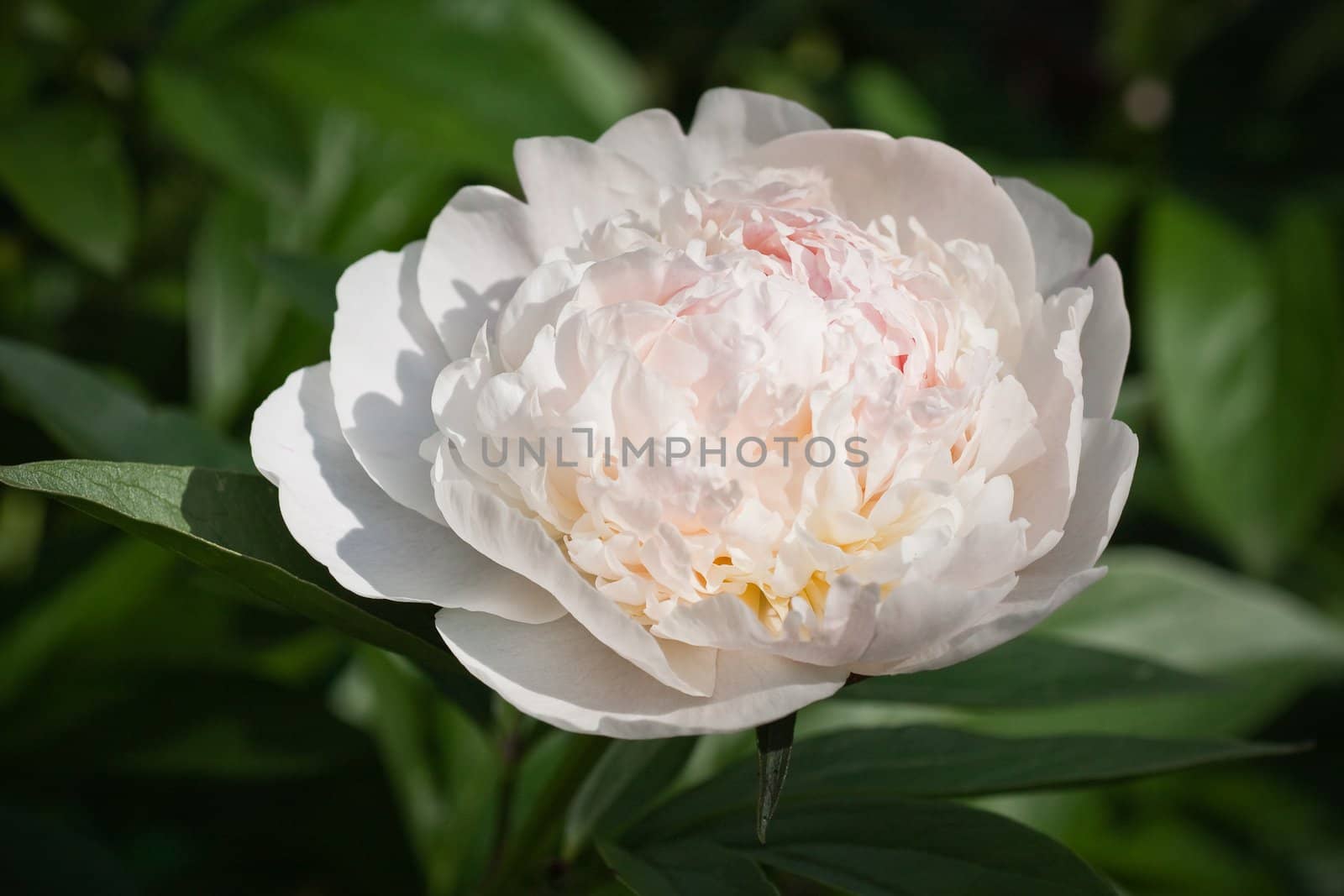 White Peony.  Small depth to sharpness by nikolpetr